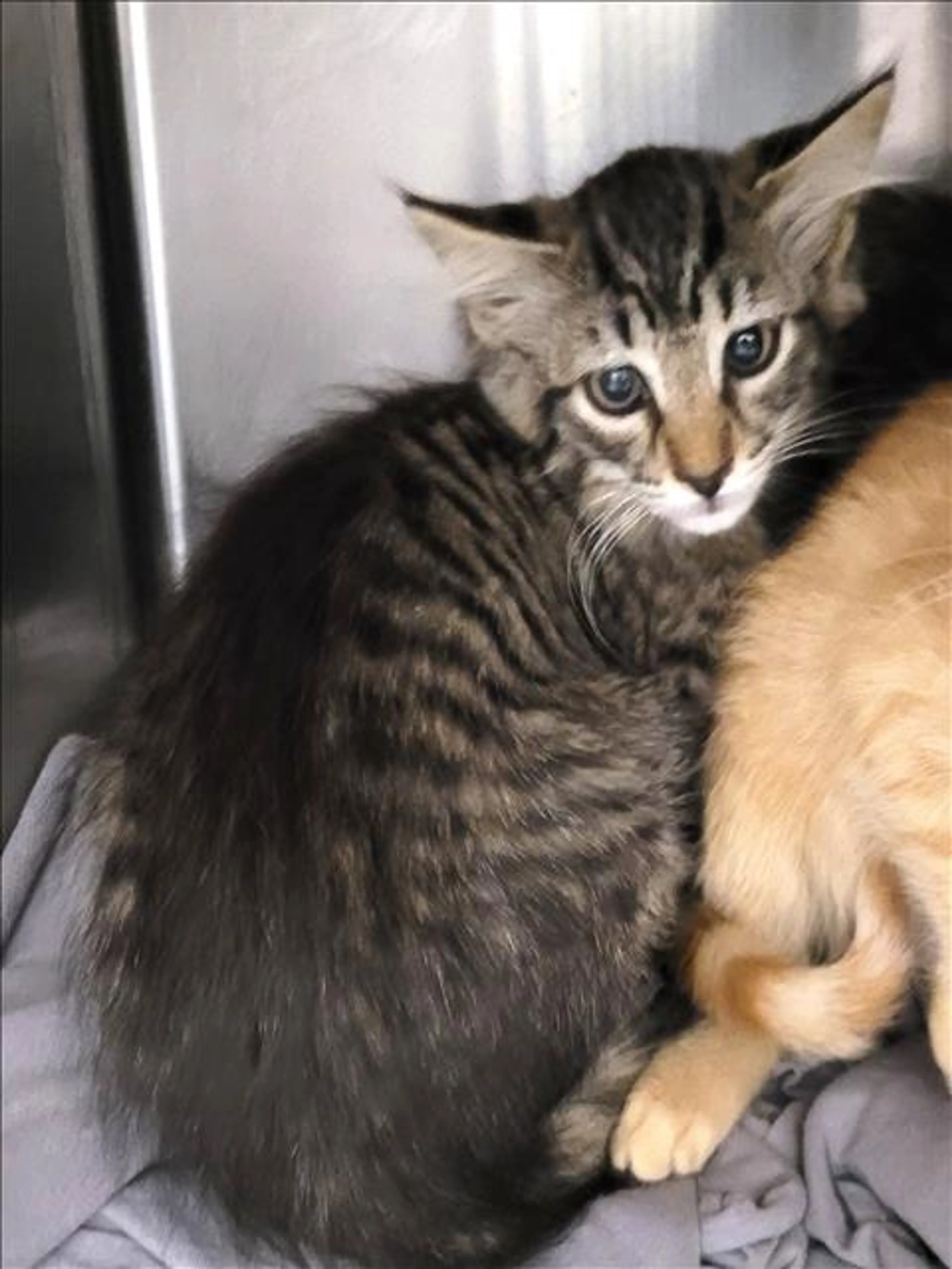 Found pet