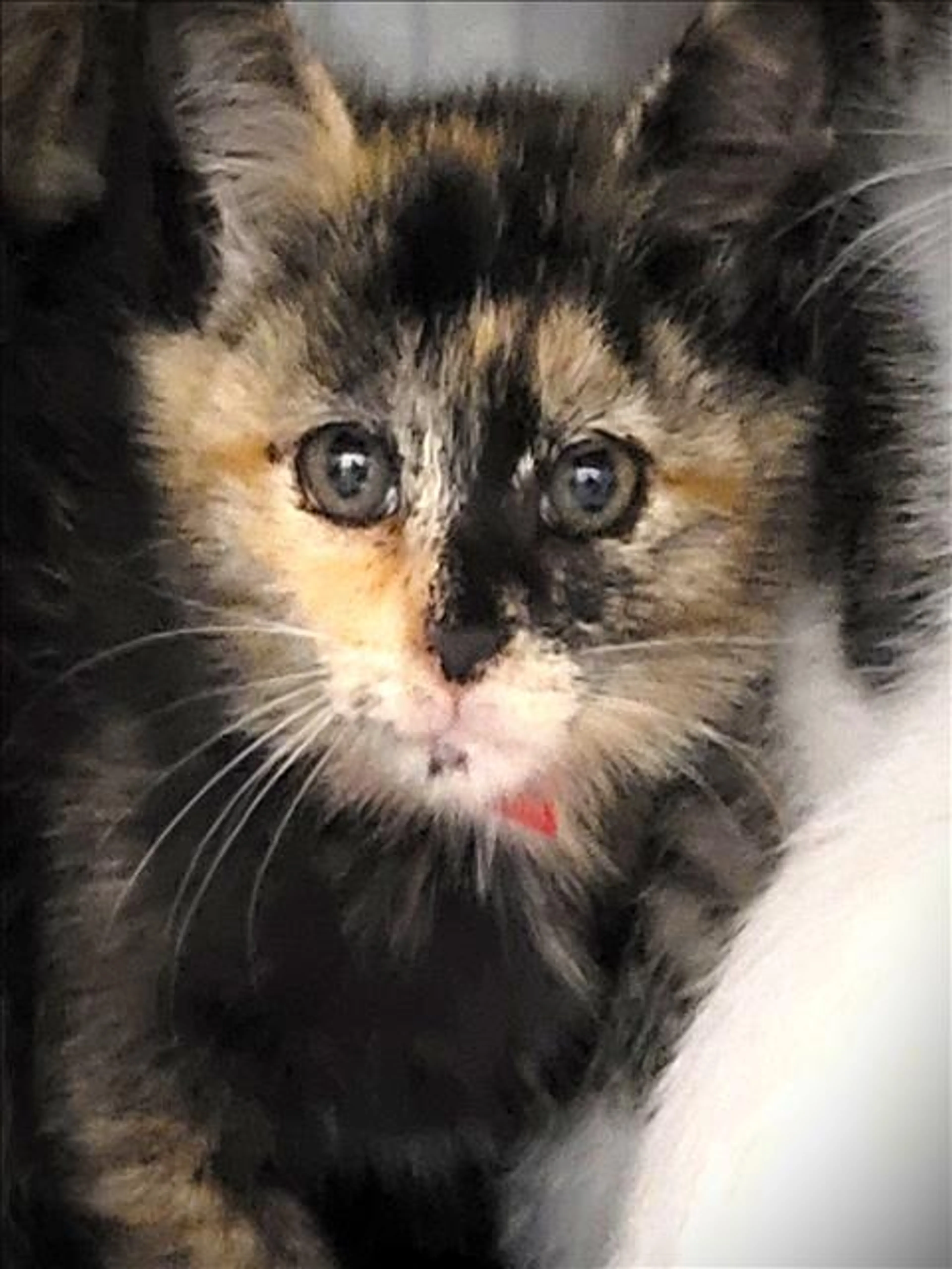 Found pet