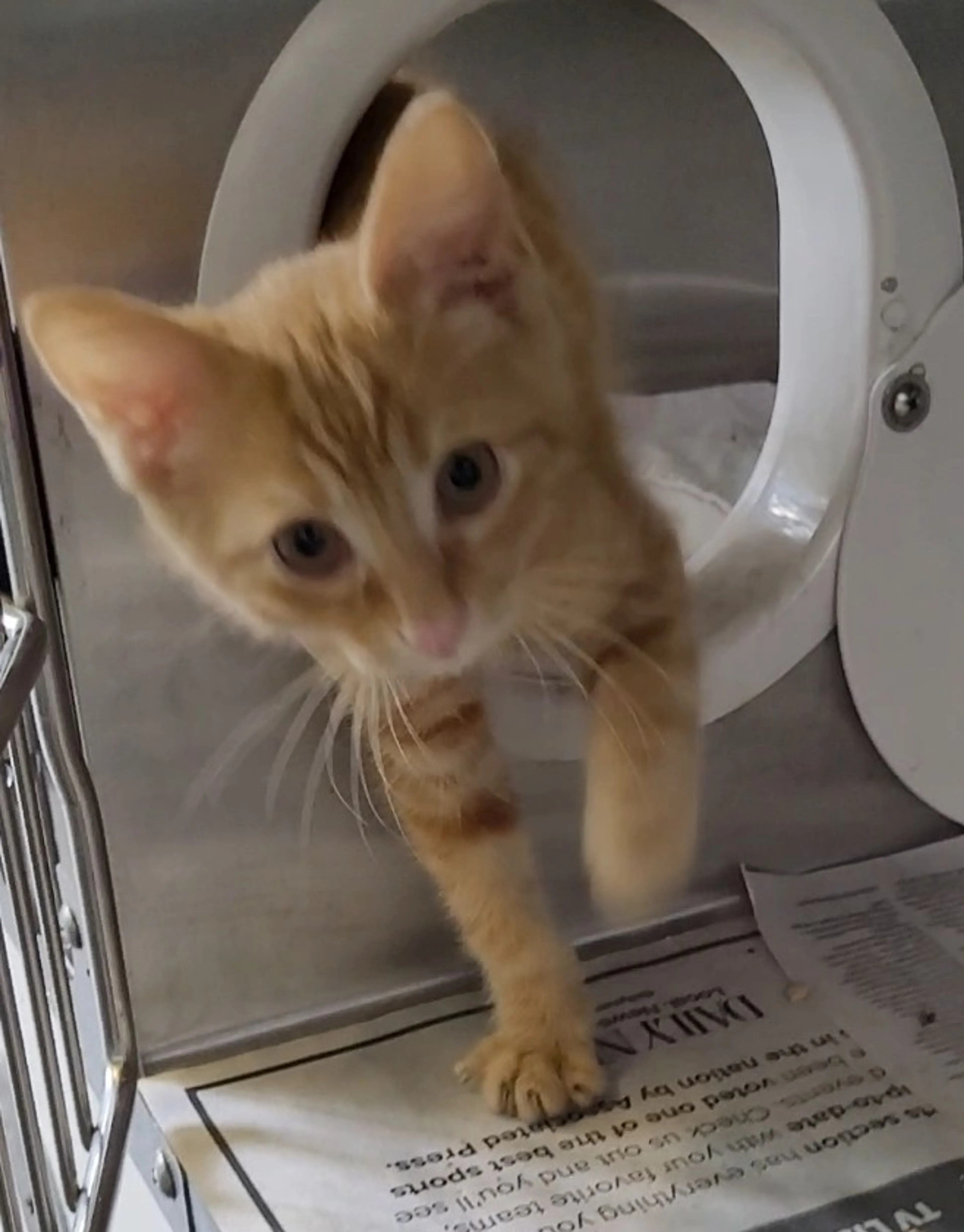 Found pet
