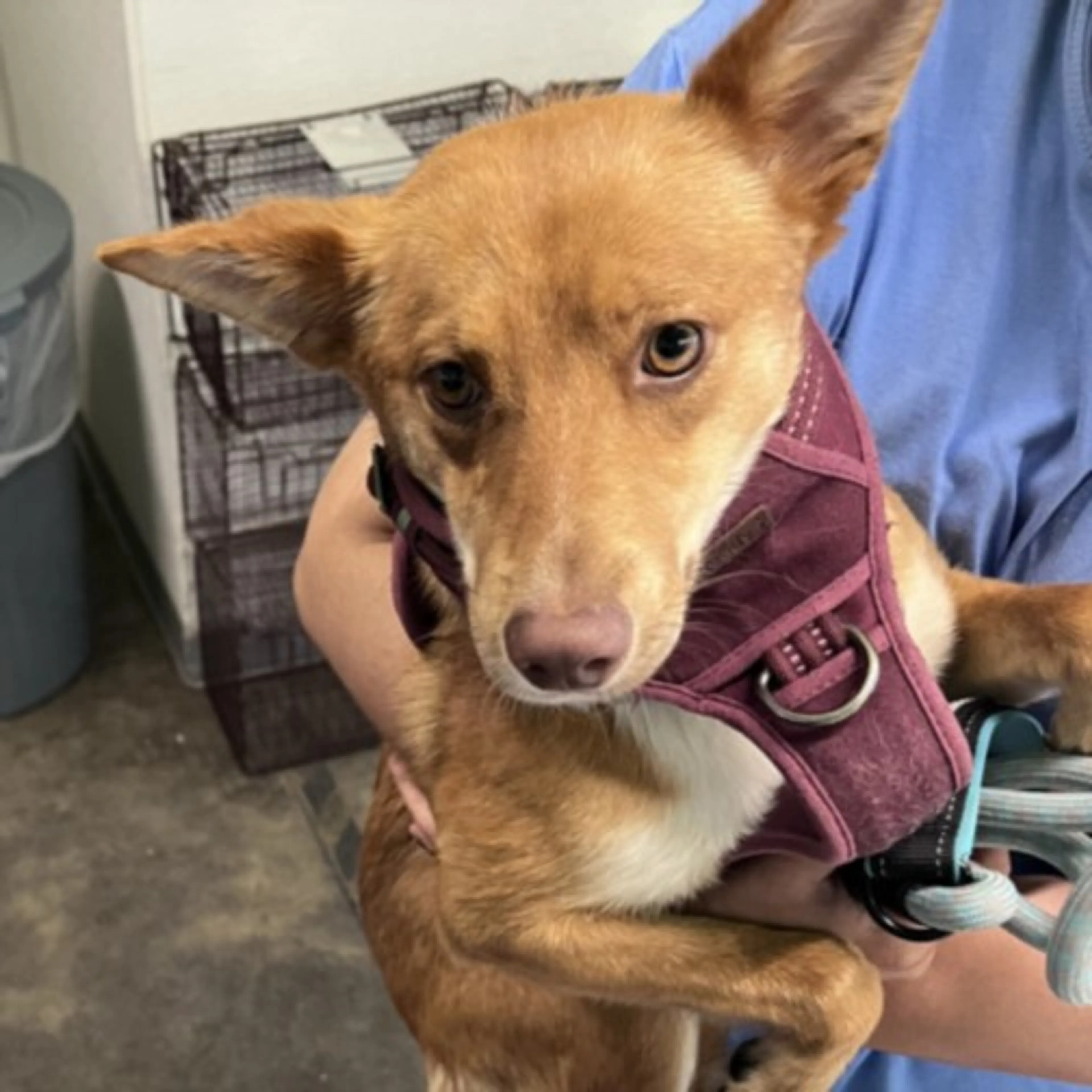 Found pet