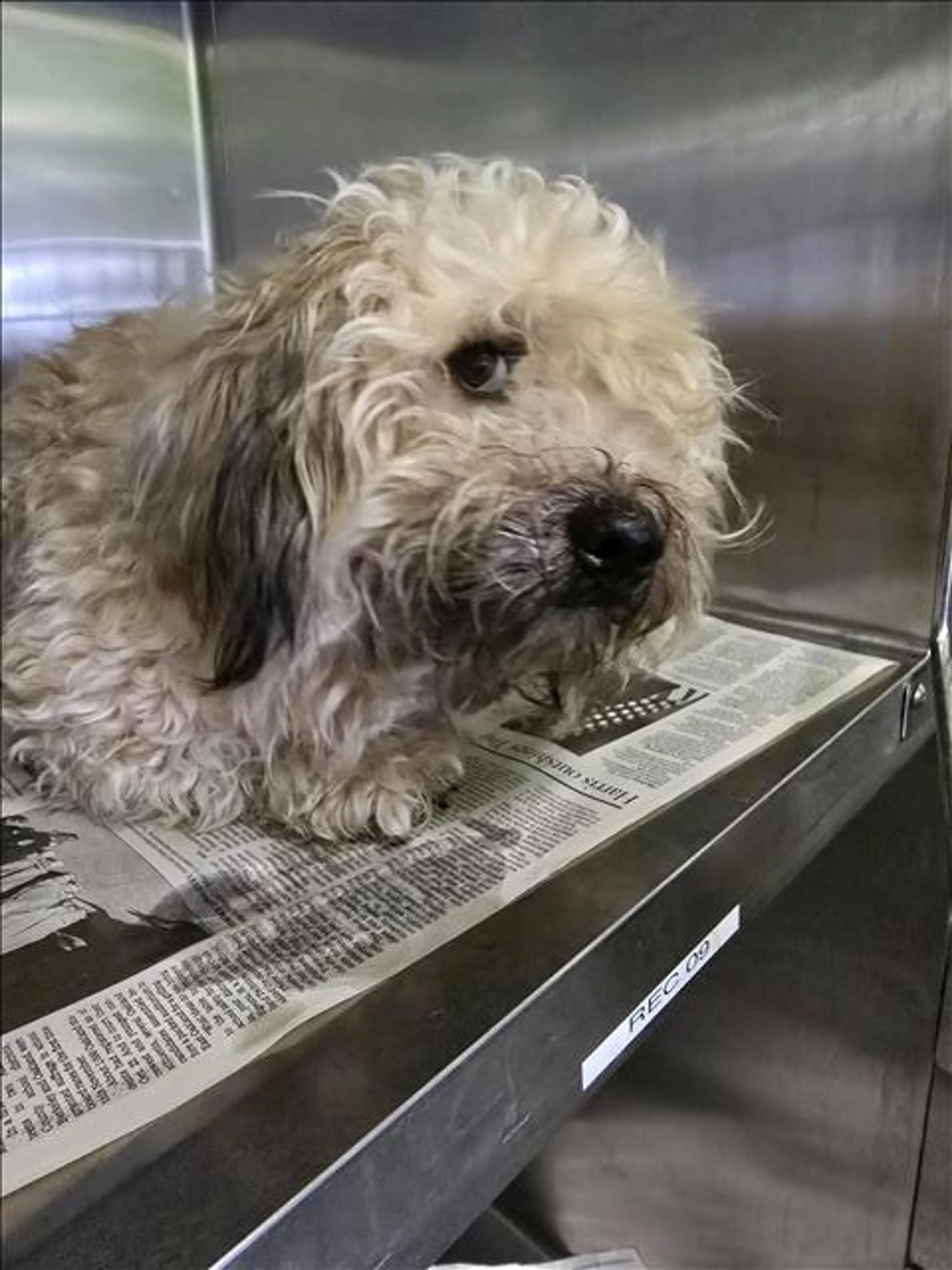 Found pet