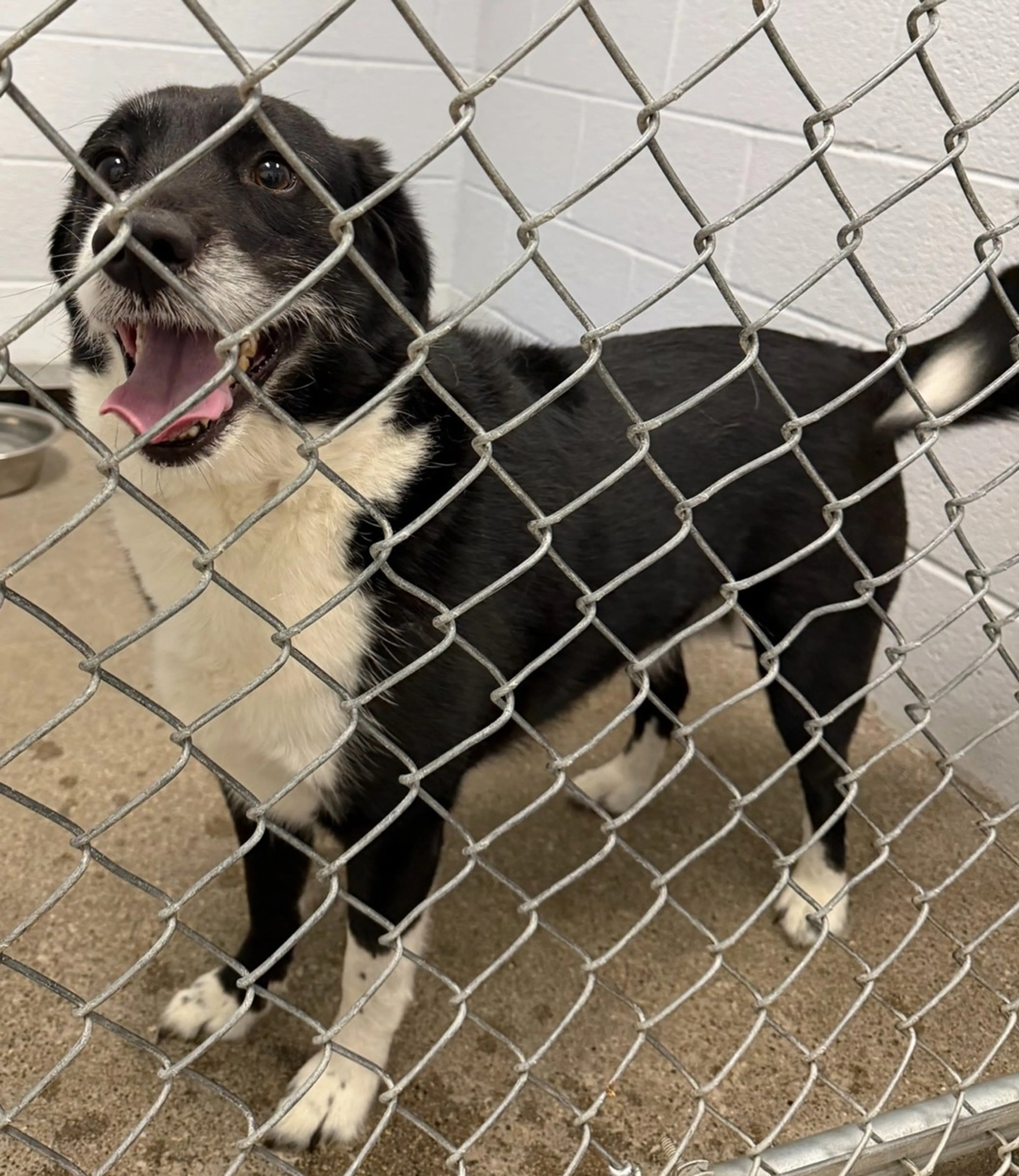Found pet
