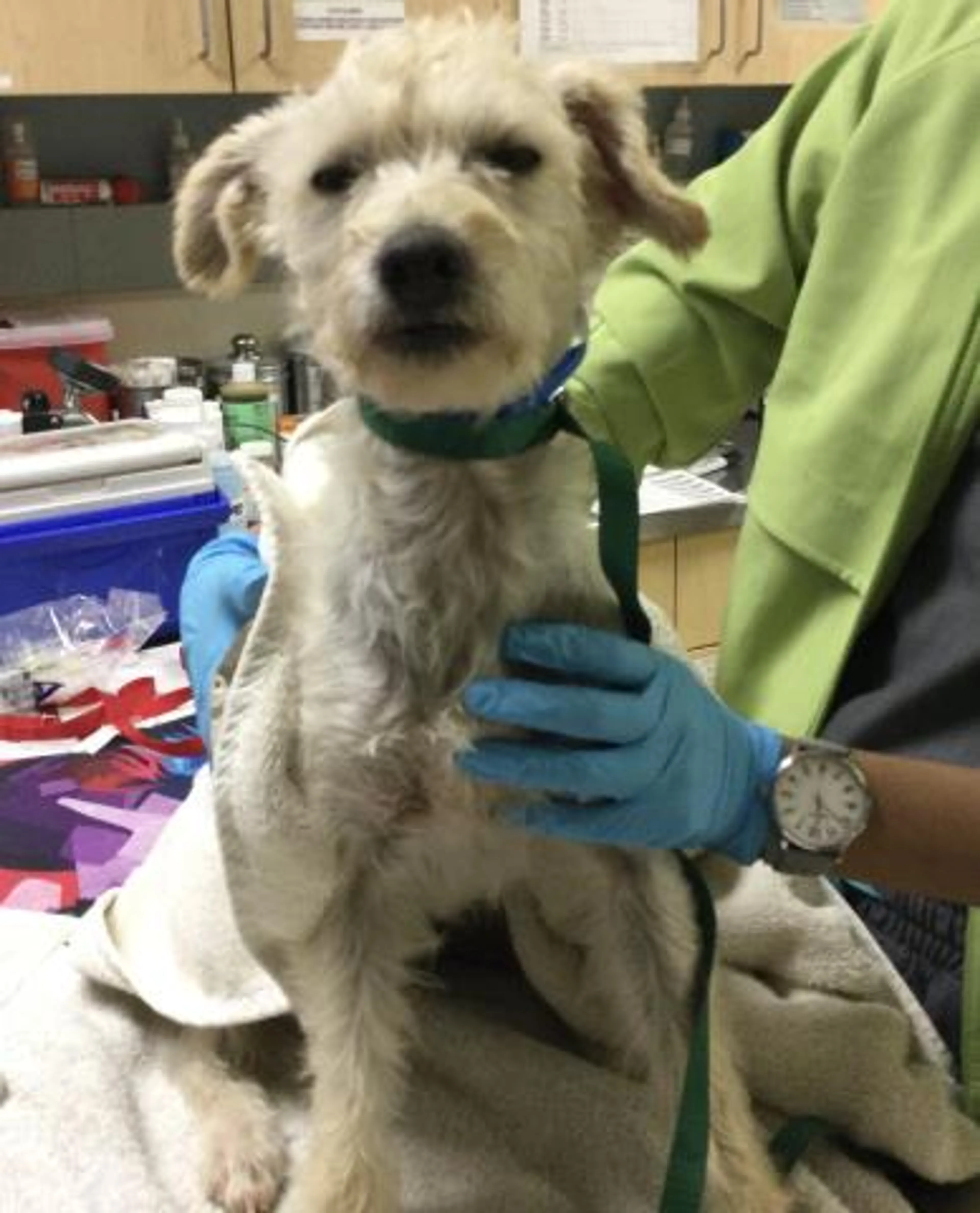 Found pet