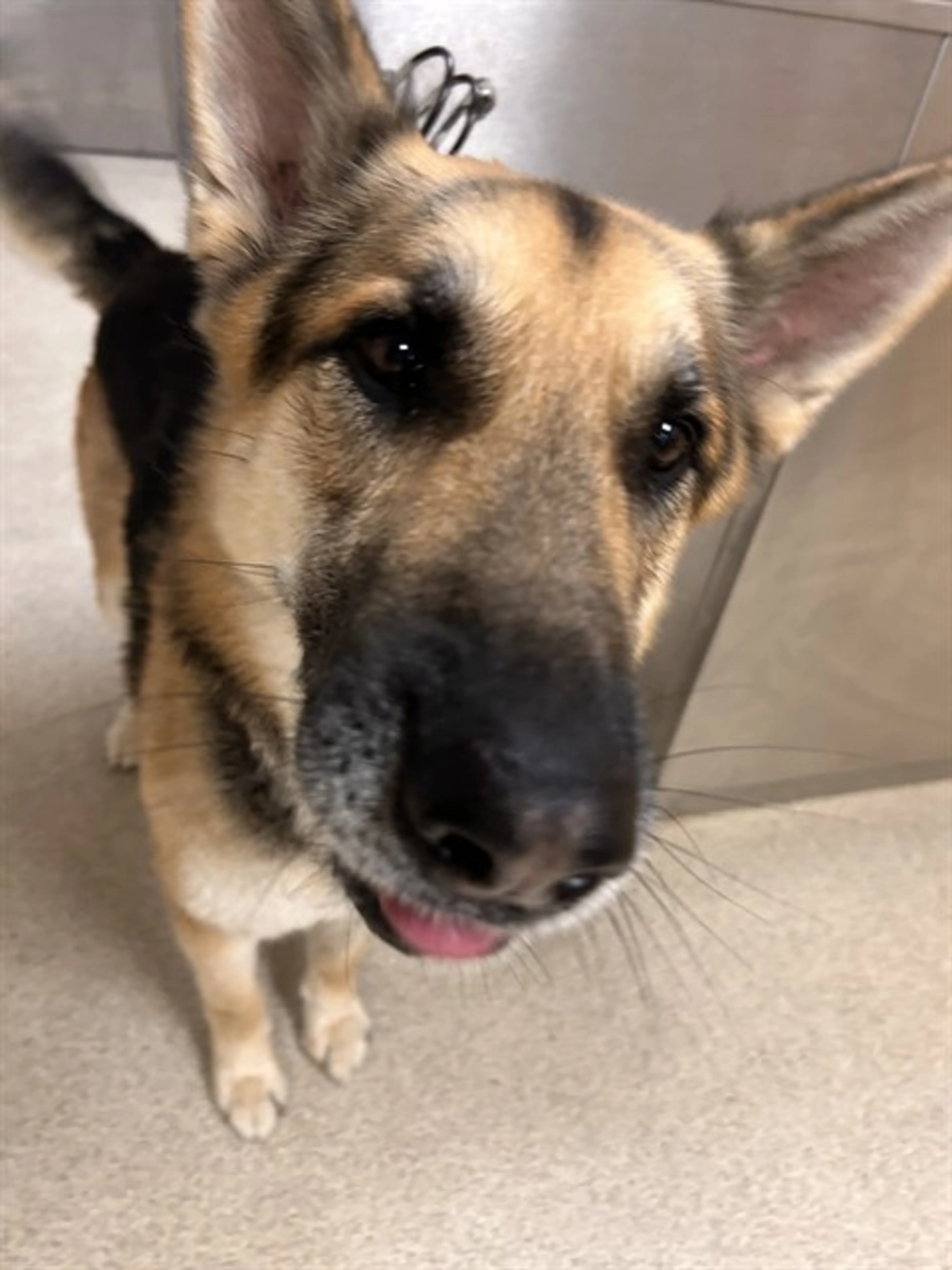 Found pet