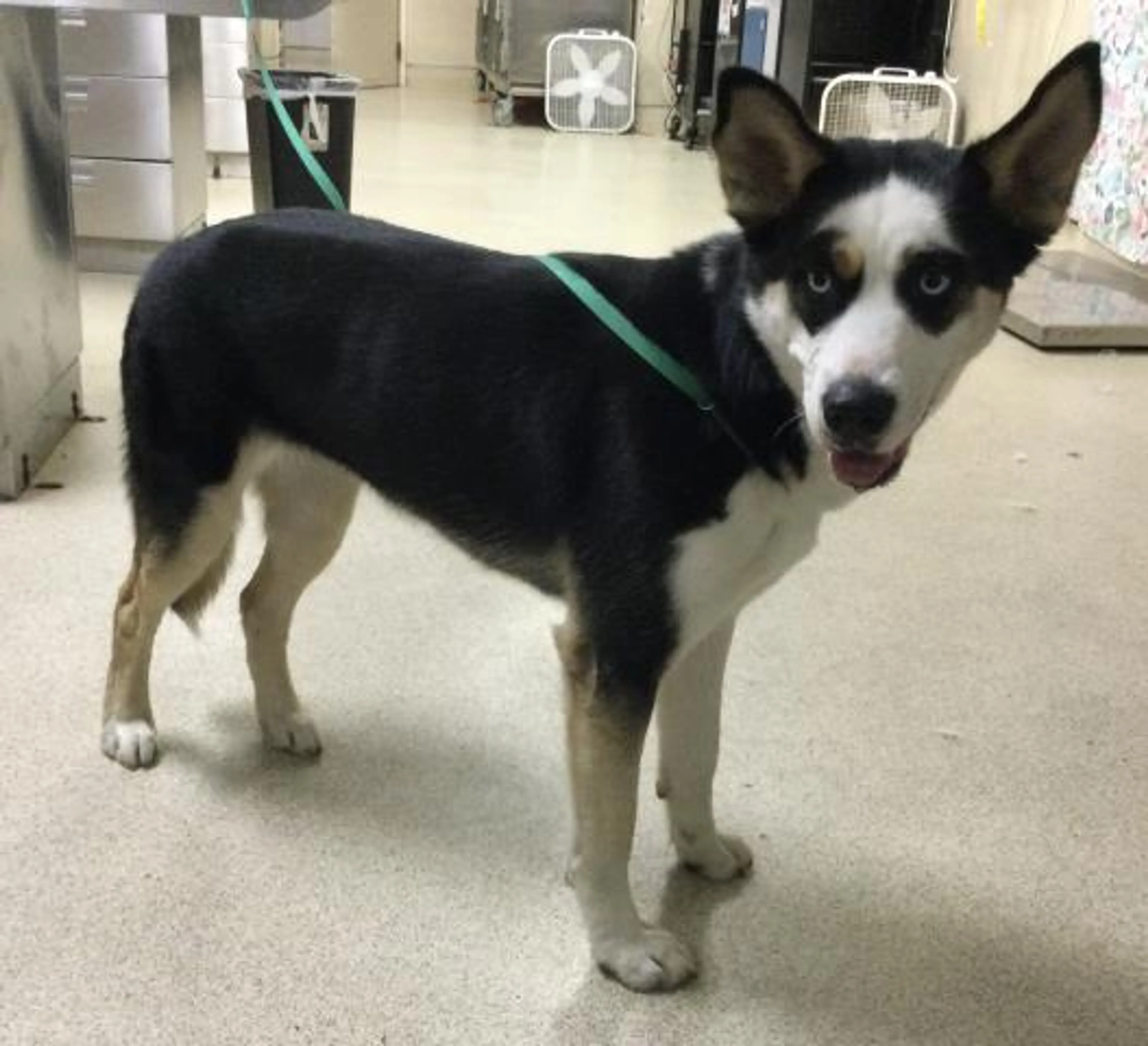 Found pet