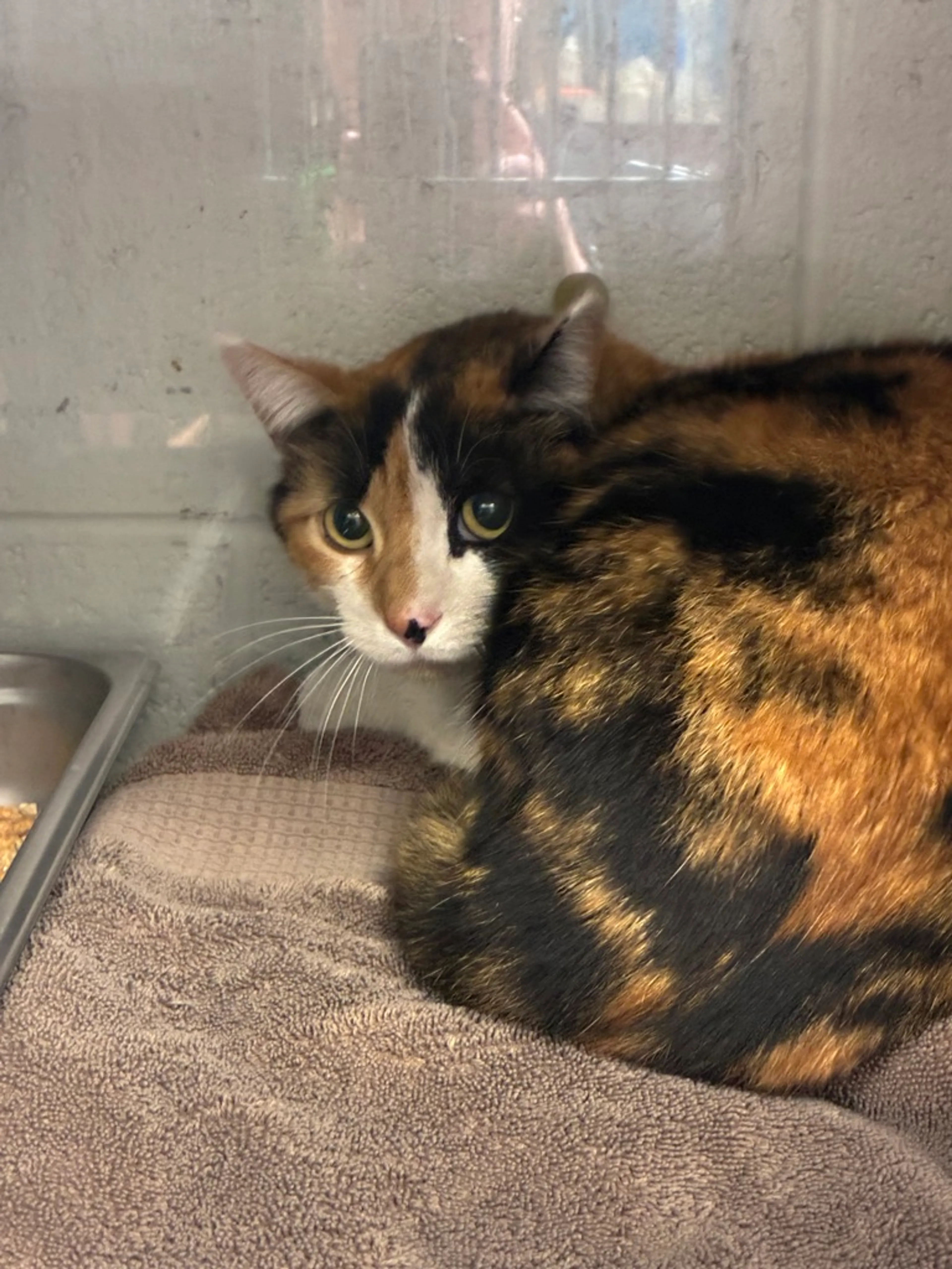Found pet