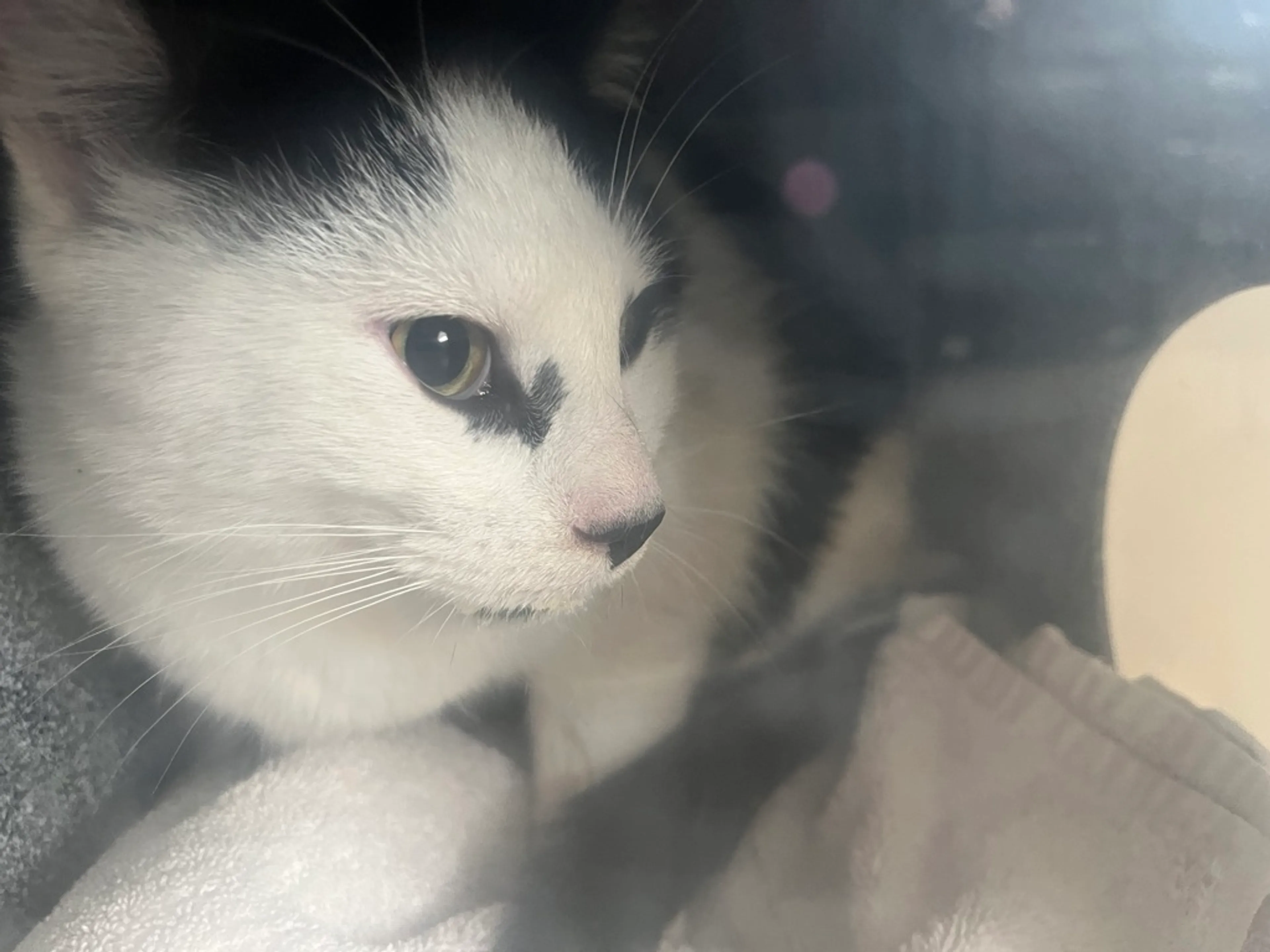 Found pet