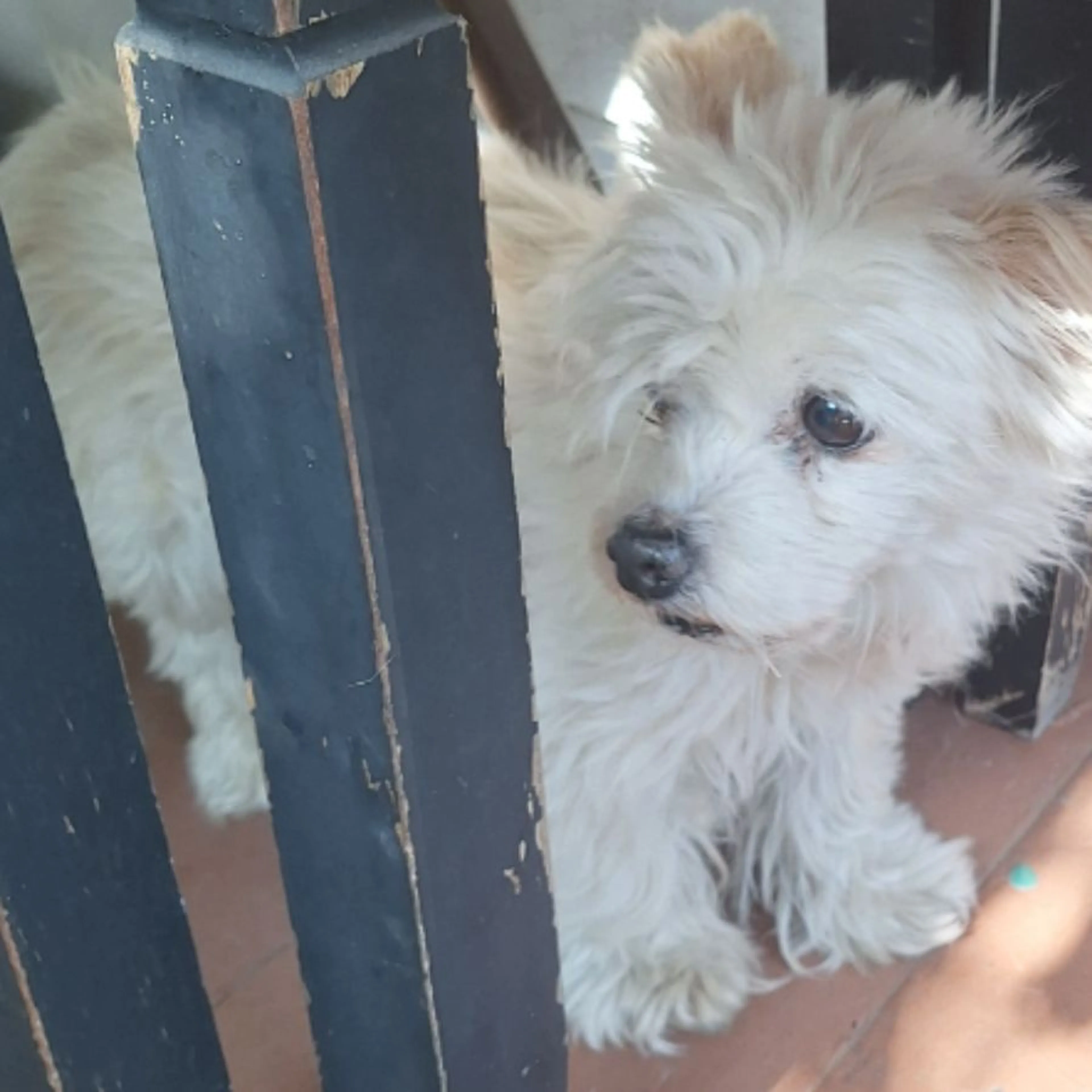 Found pet