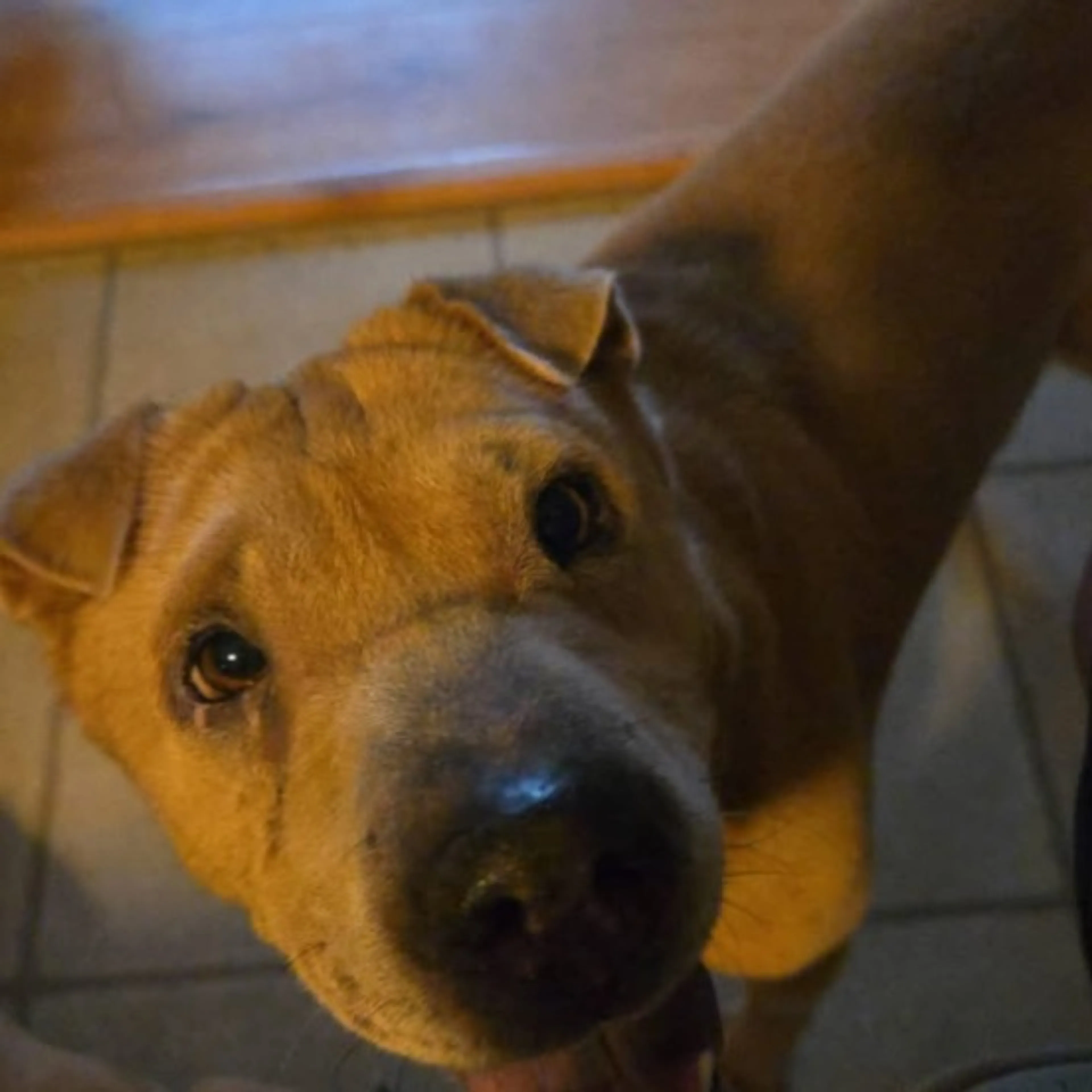 Lost pet