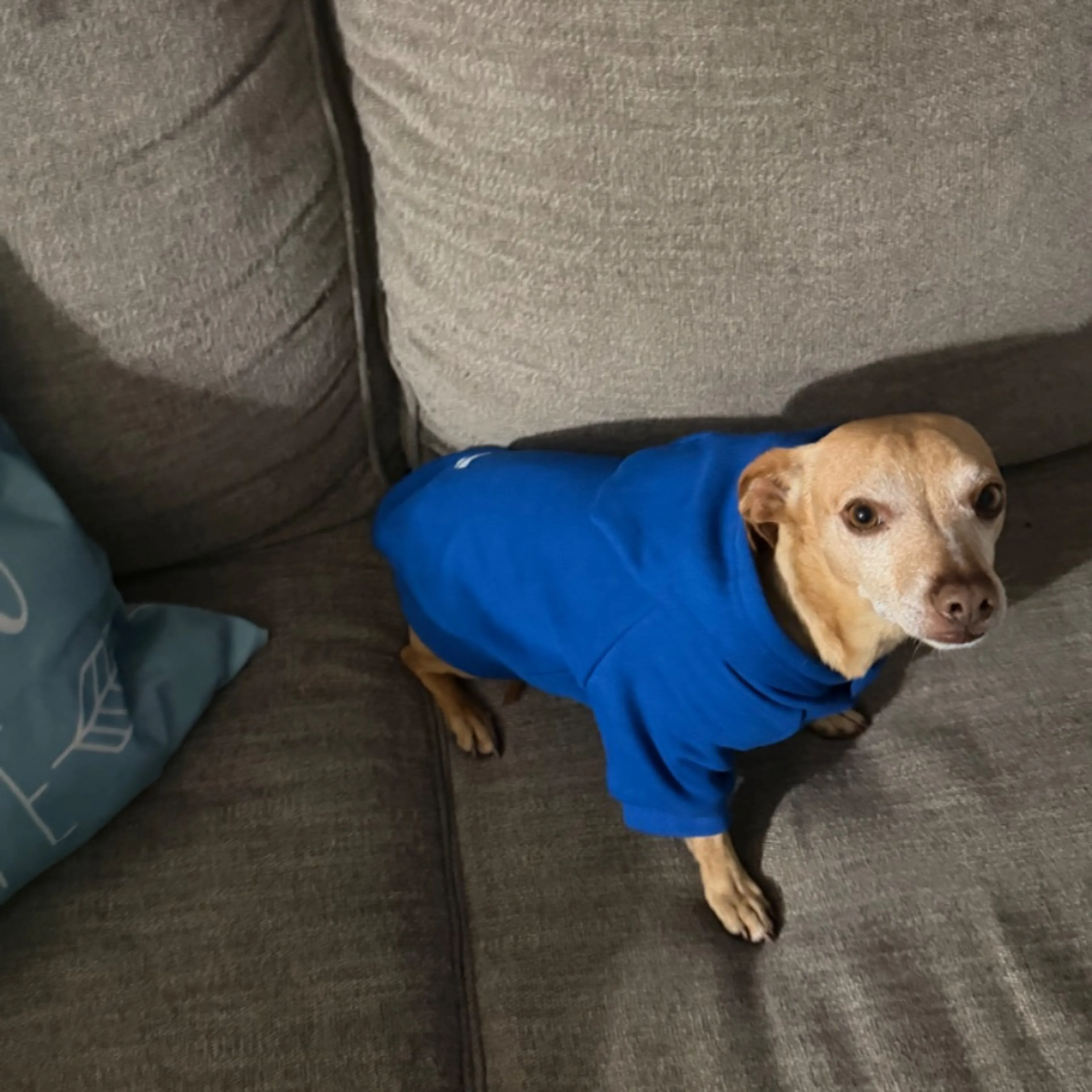Lost pet