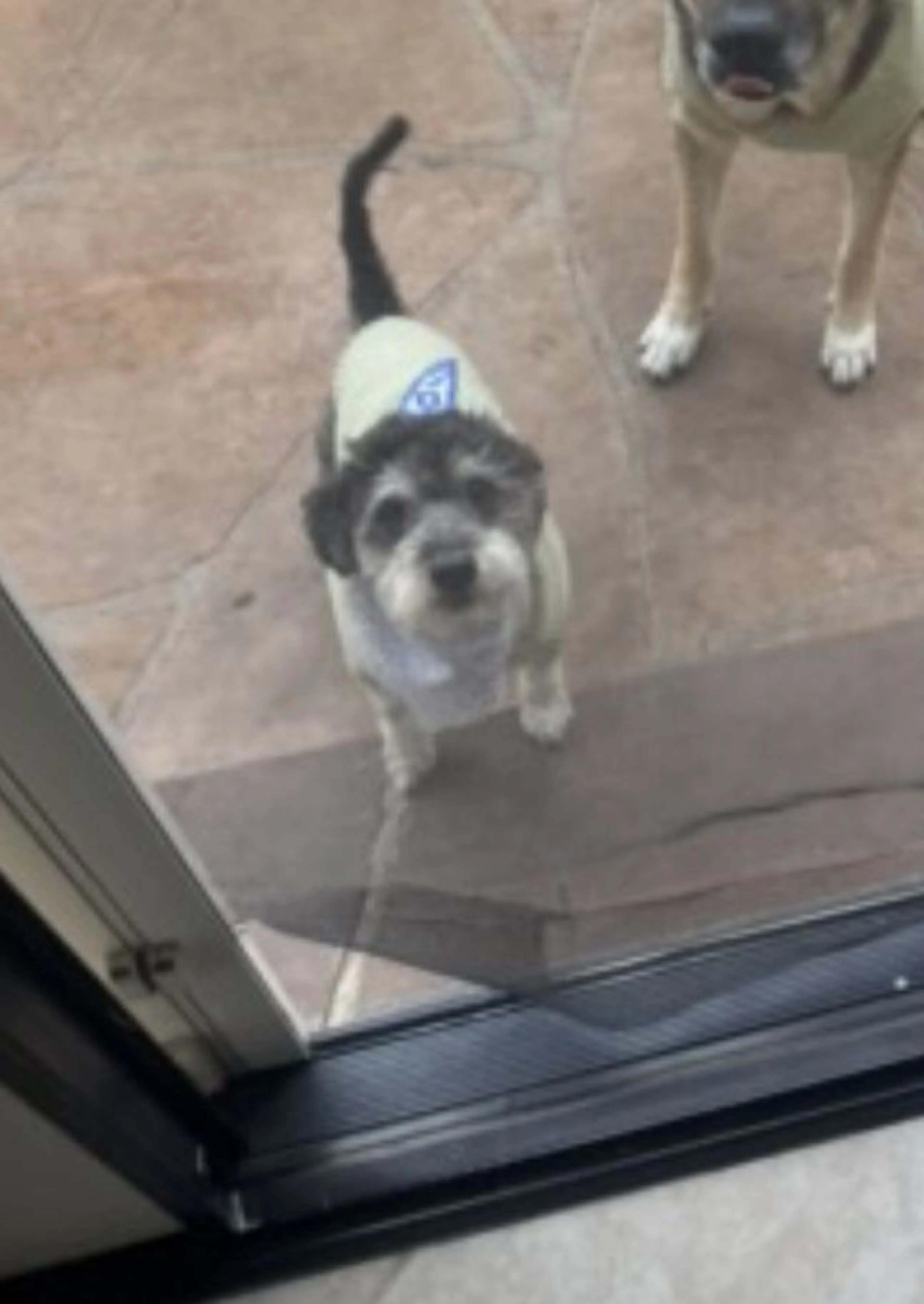 Lost pet-1