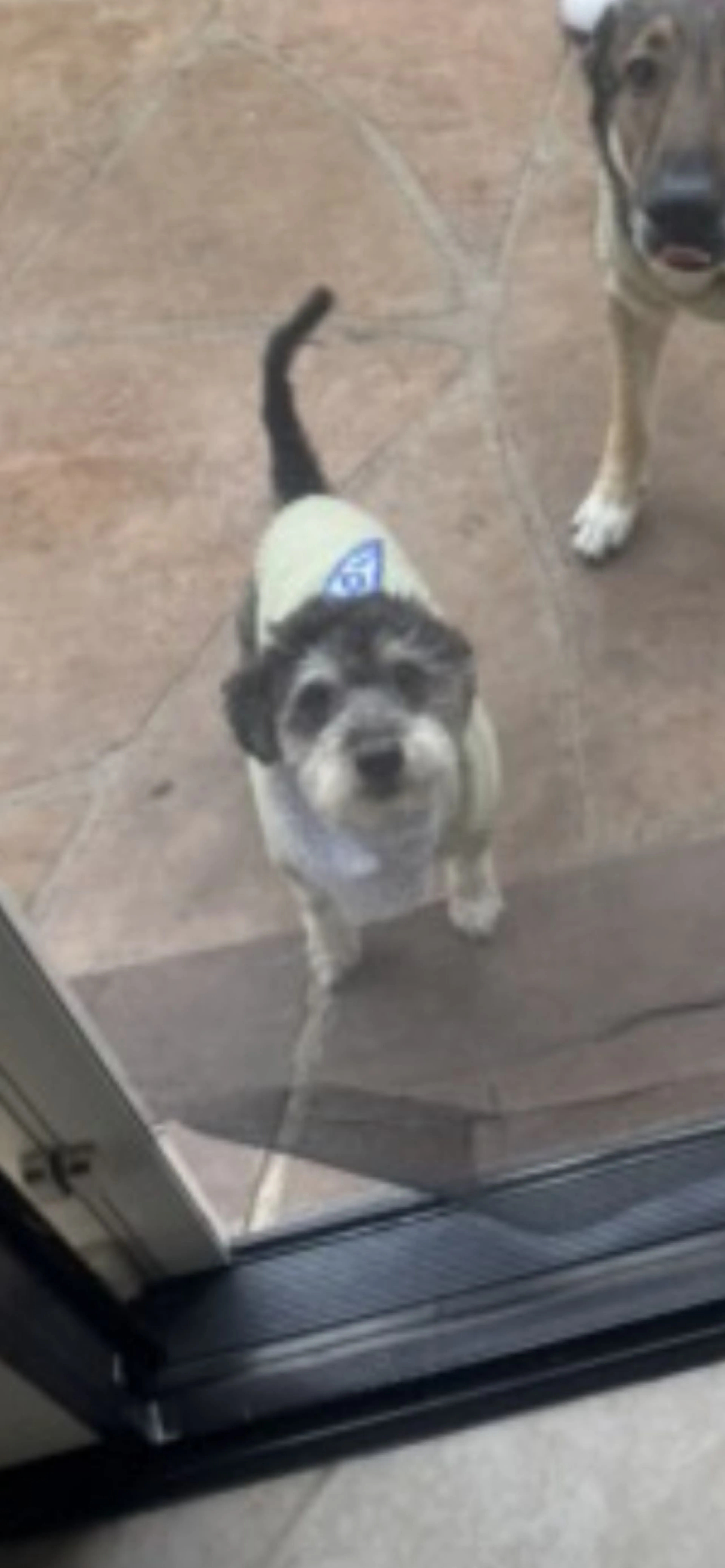 Lost pet-0