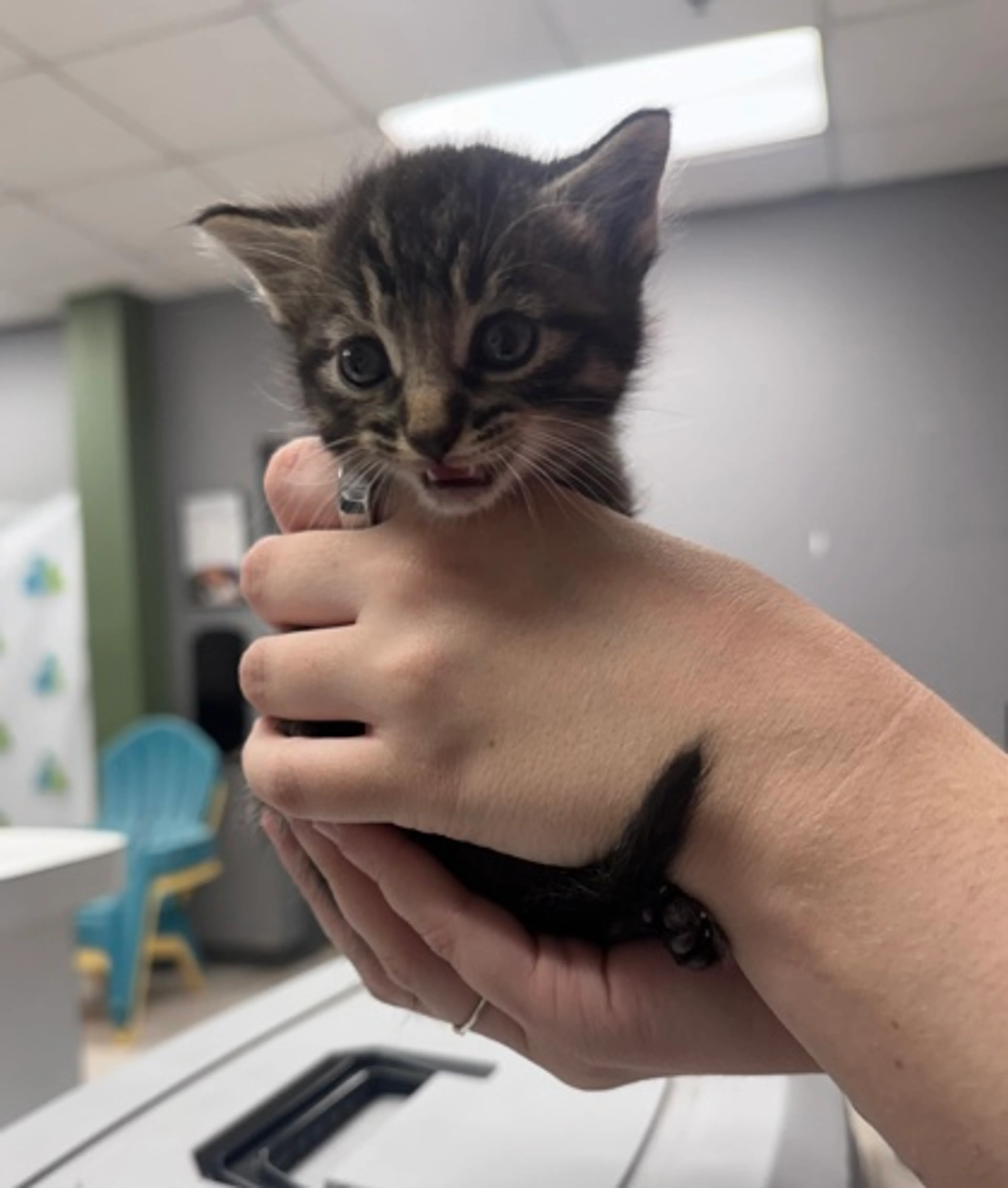 Found pet