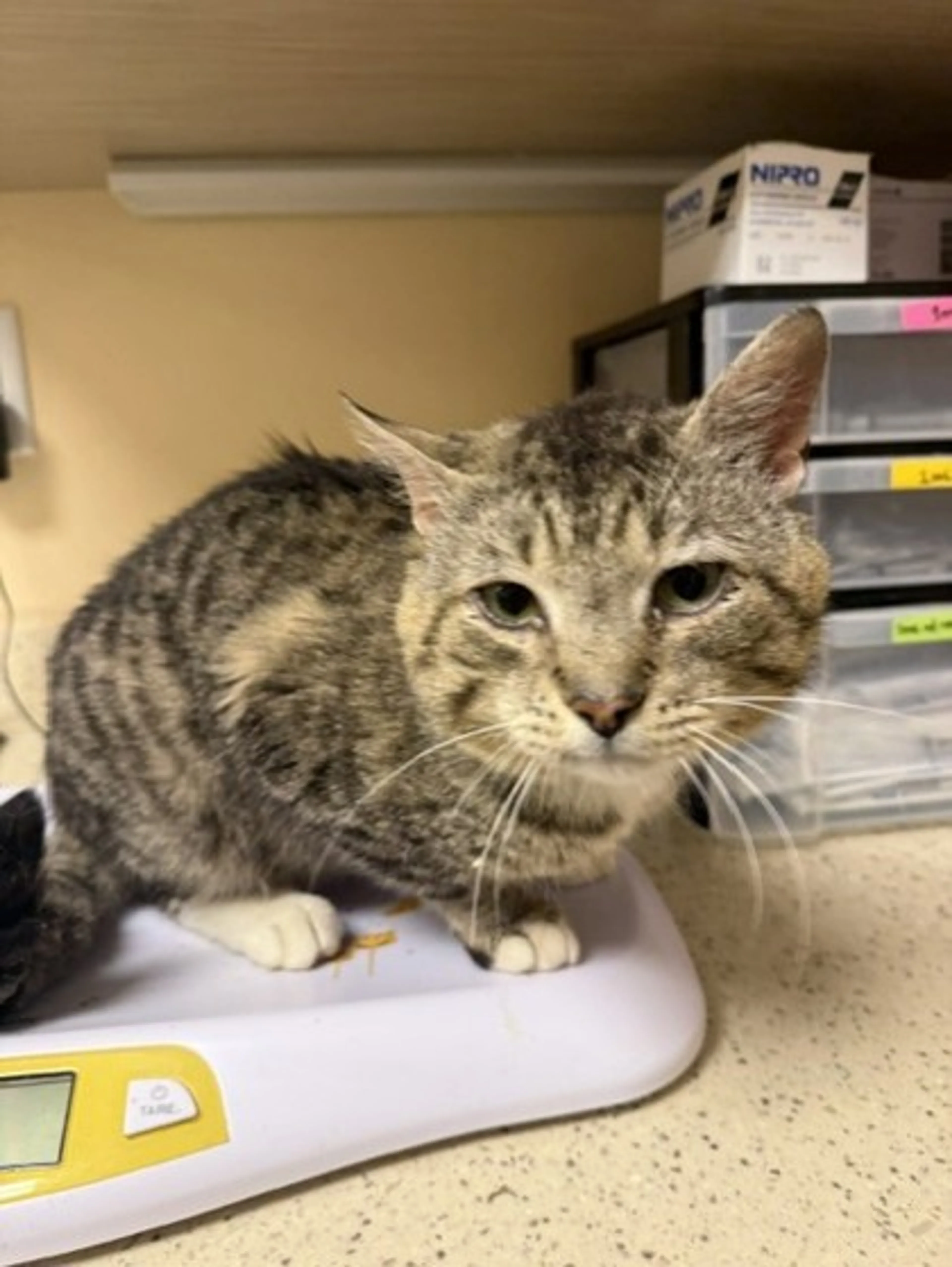 Found pet
