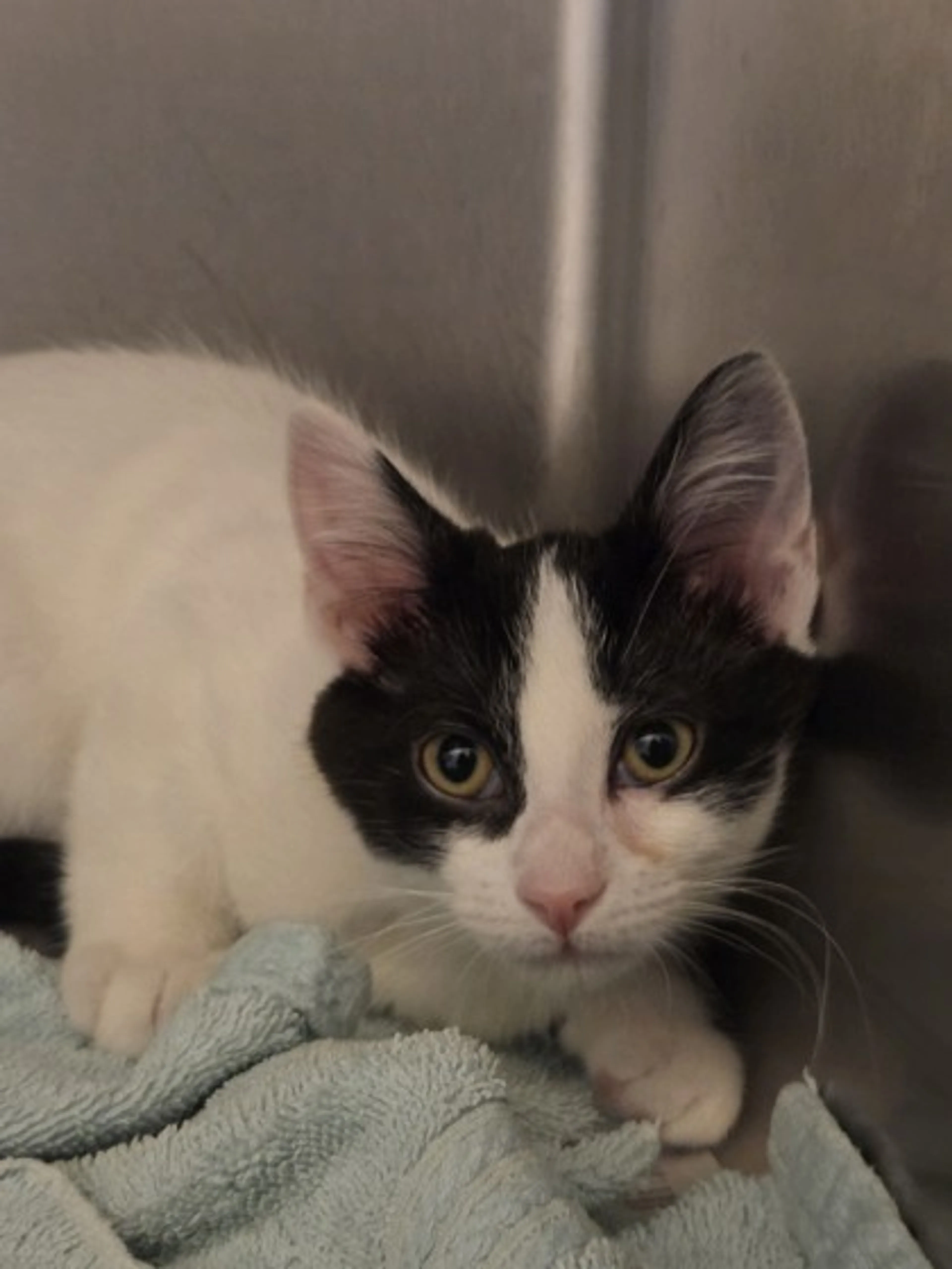 Found pet