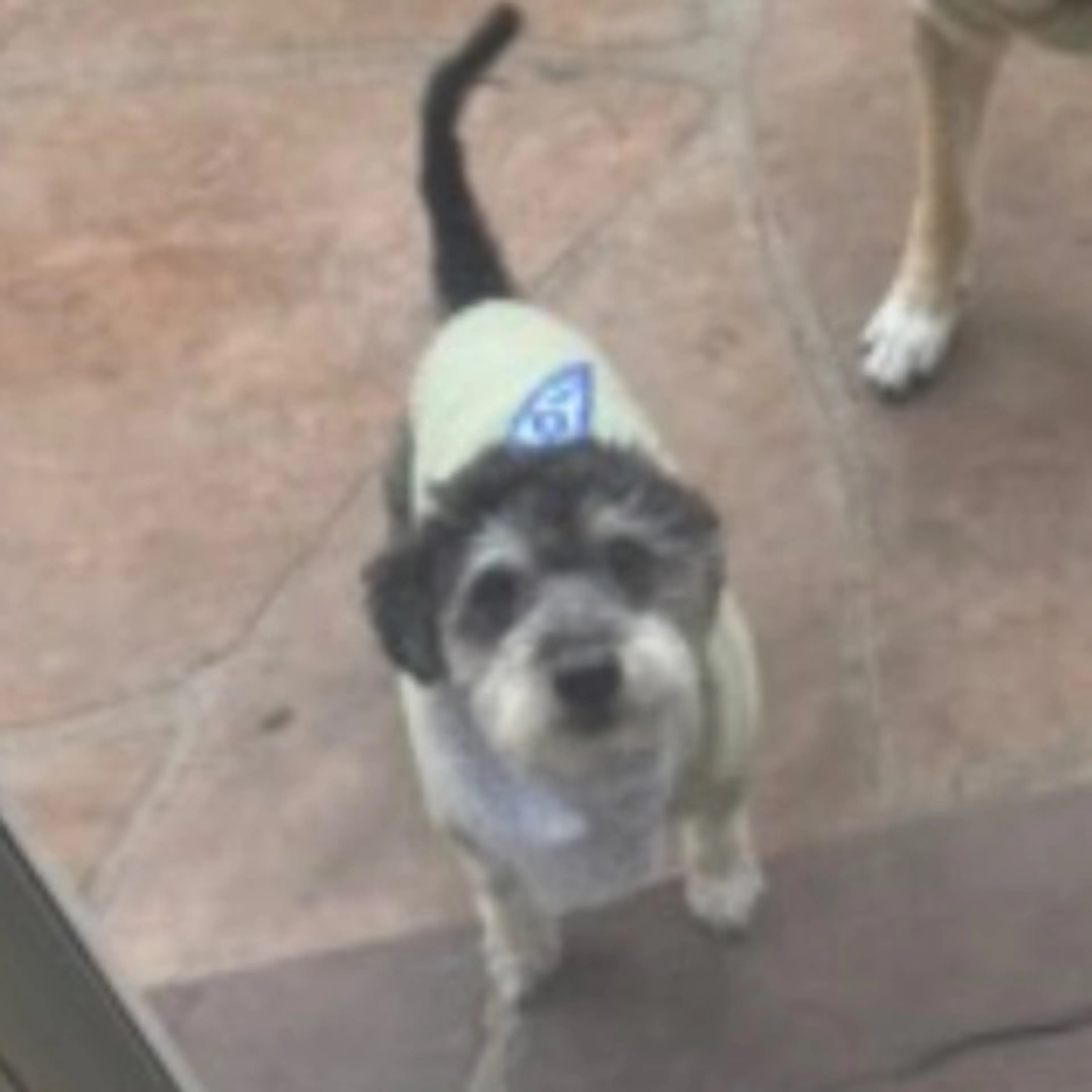 Lost pet