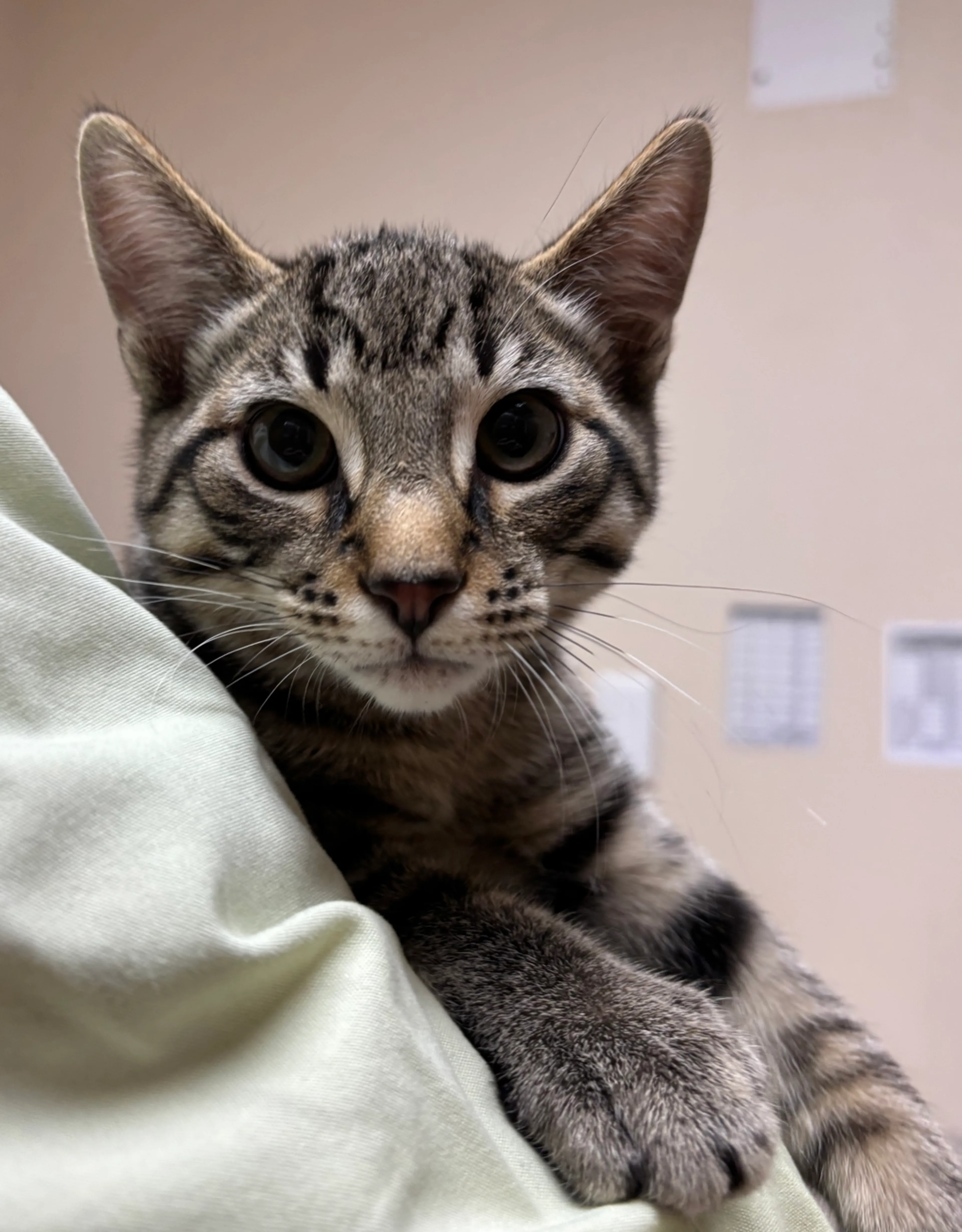 Found pet