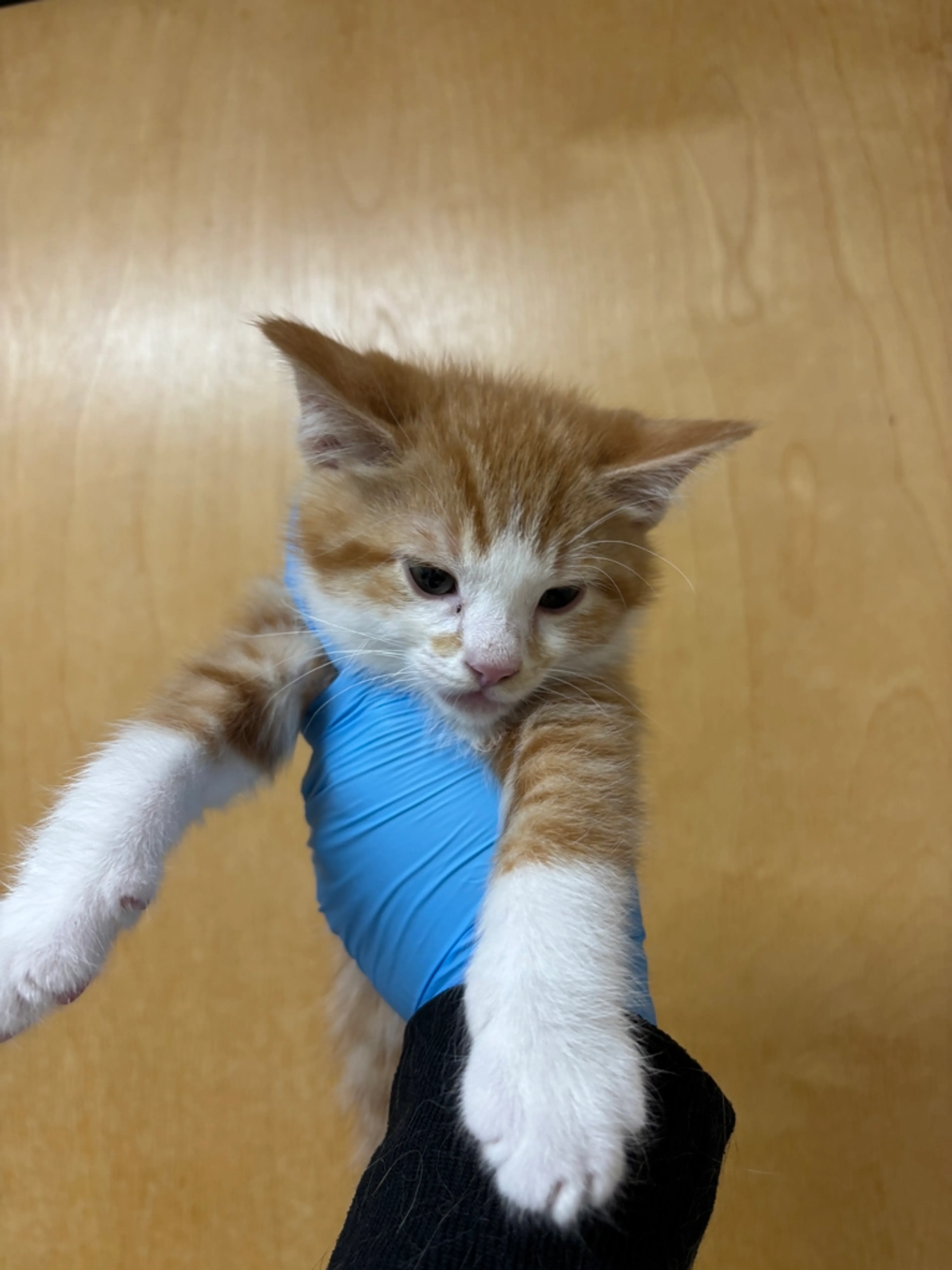 Found pet