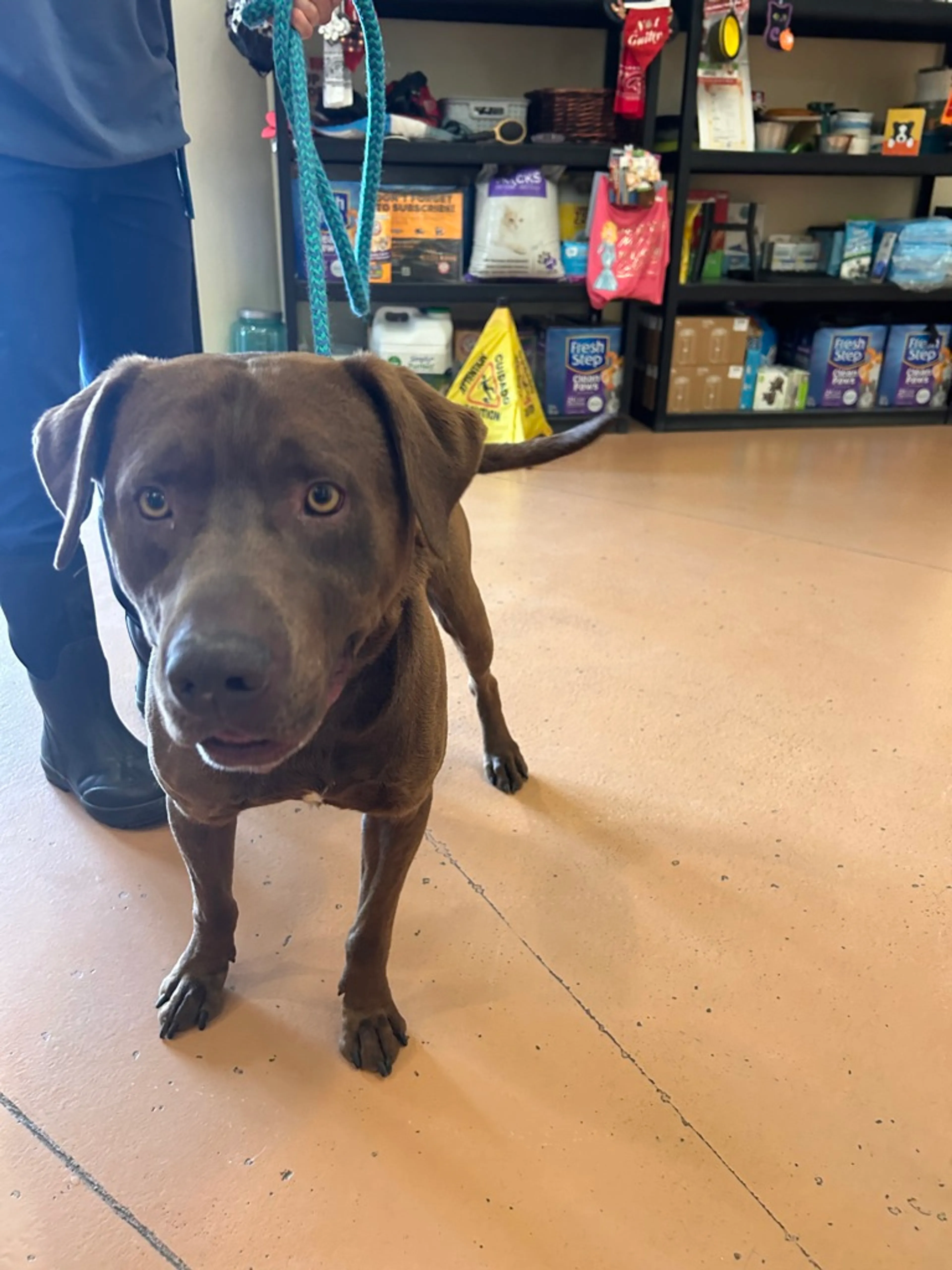Found pet