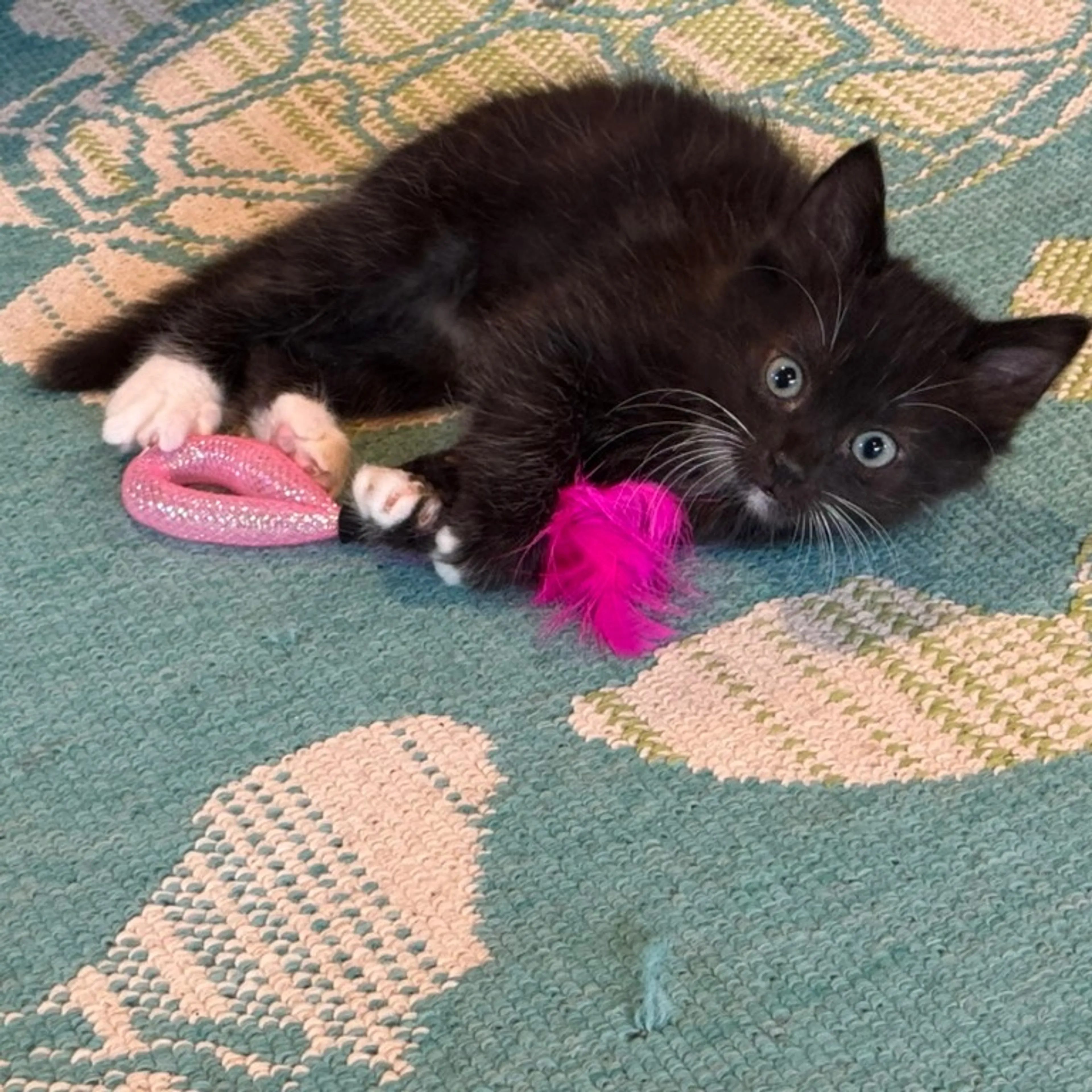 Found pet