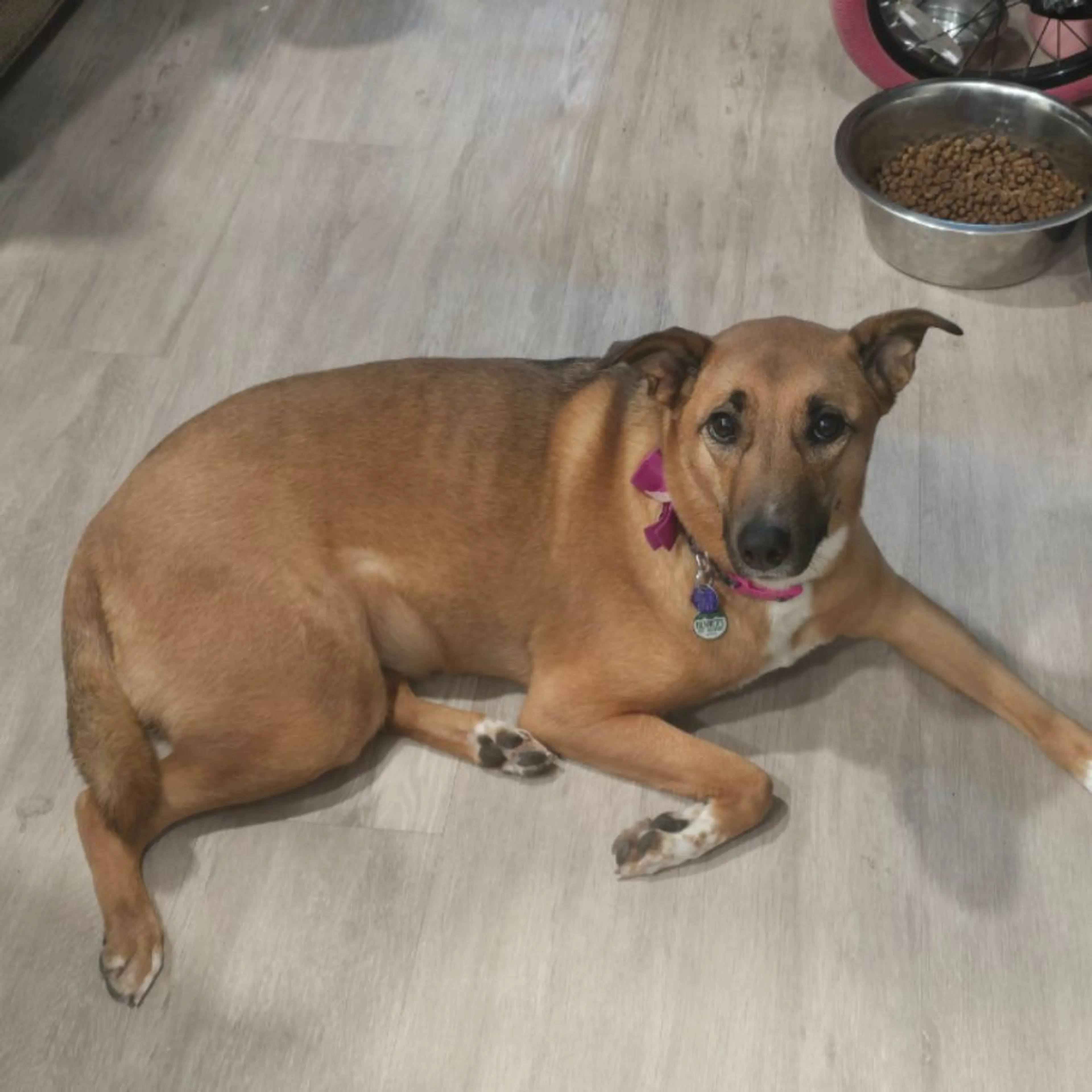 Lost pet