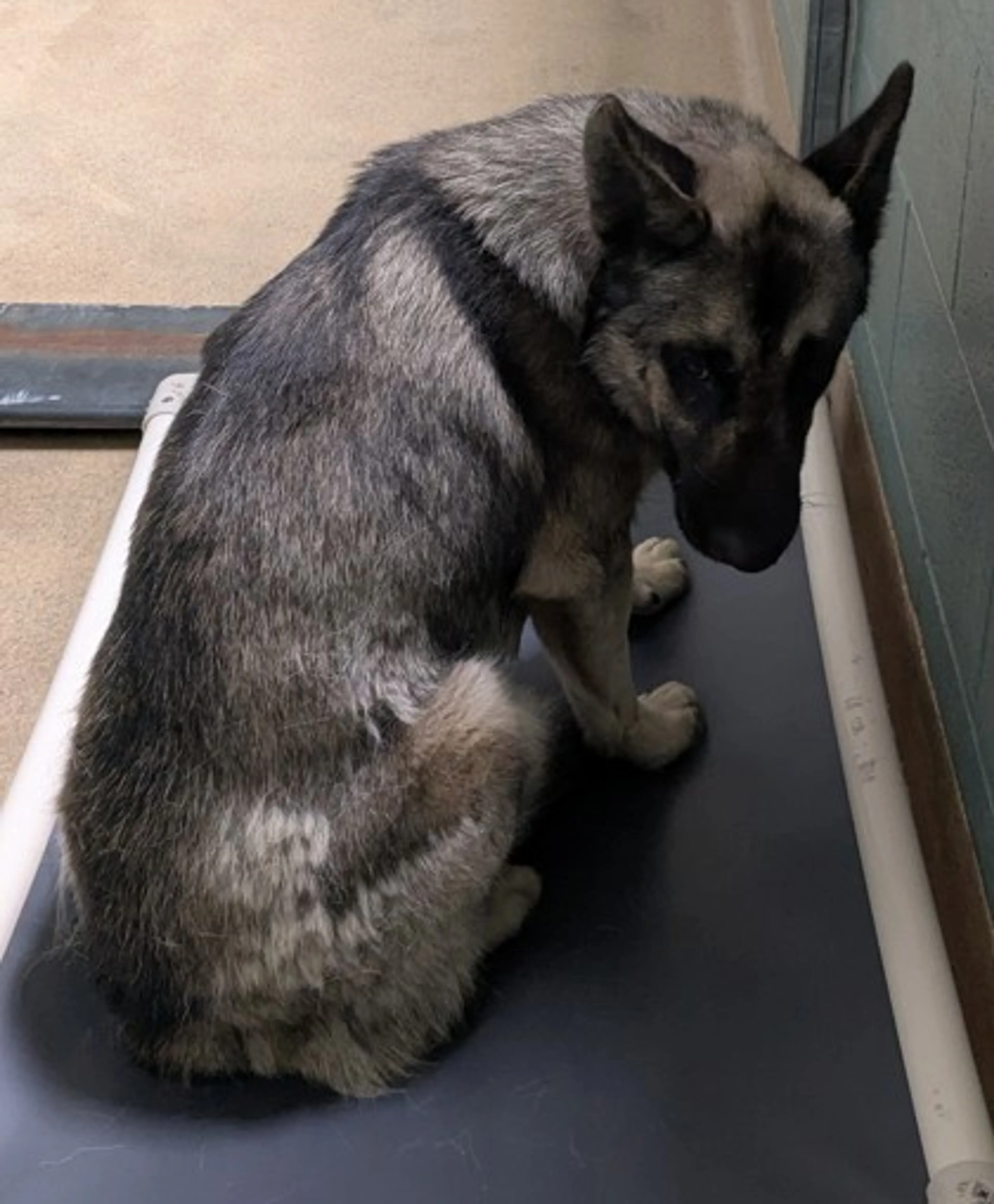 Found pet