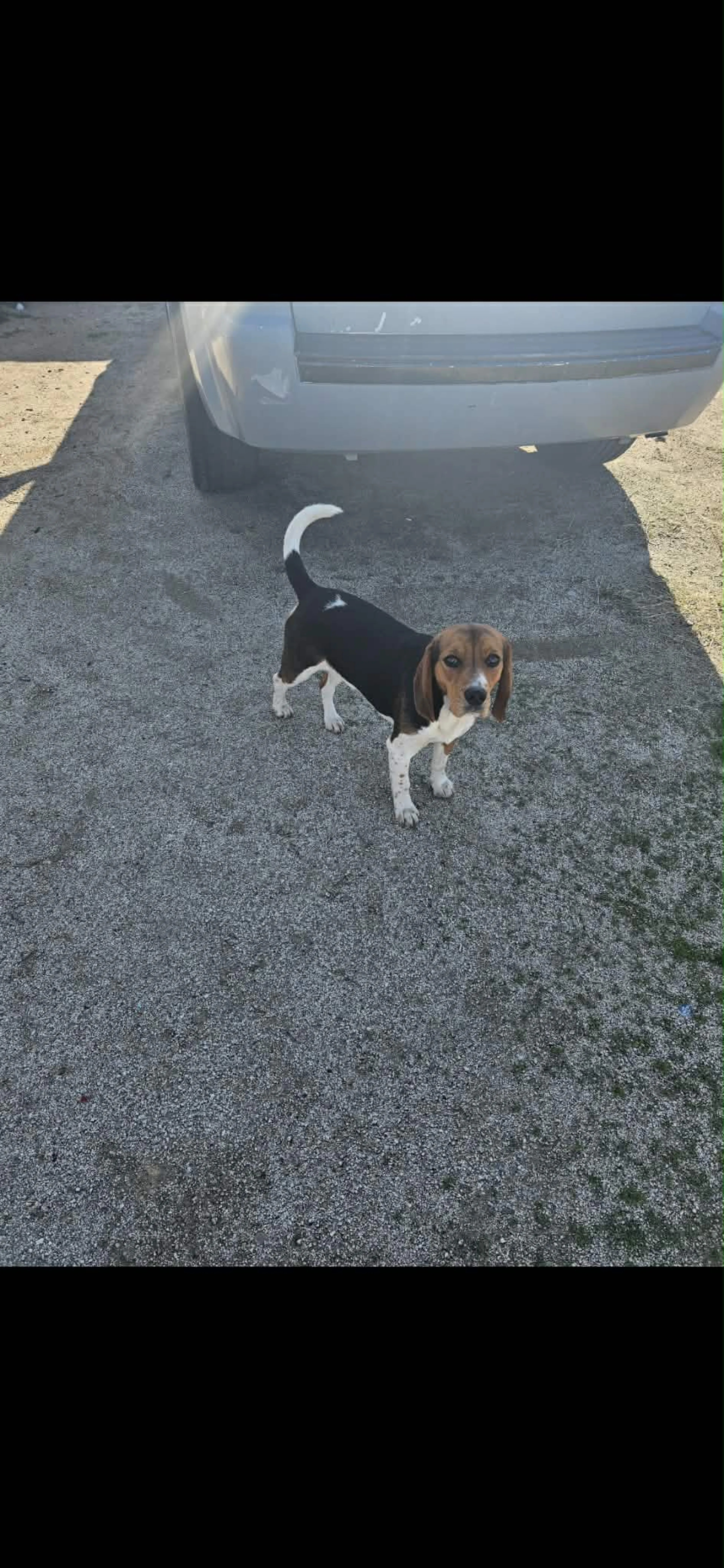 Lost pet-1