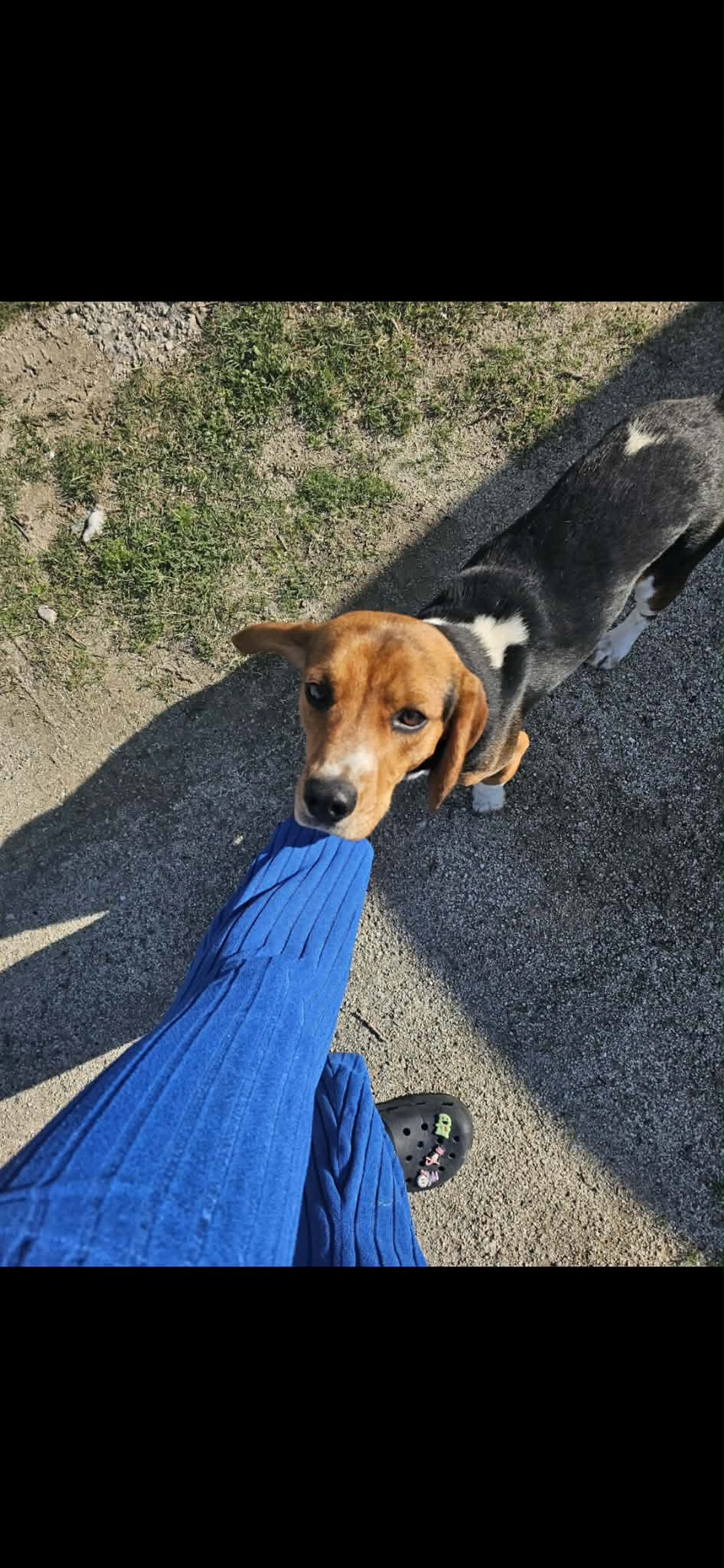 Lost pet-0