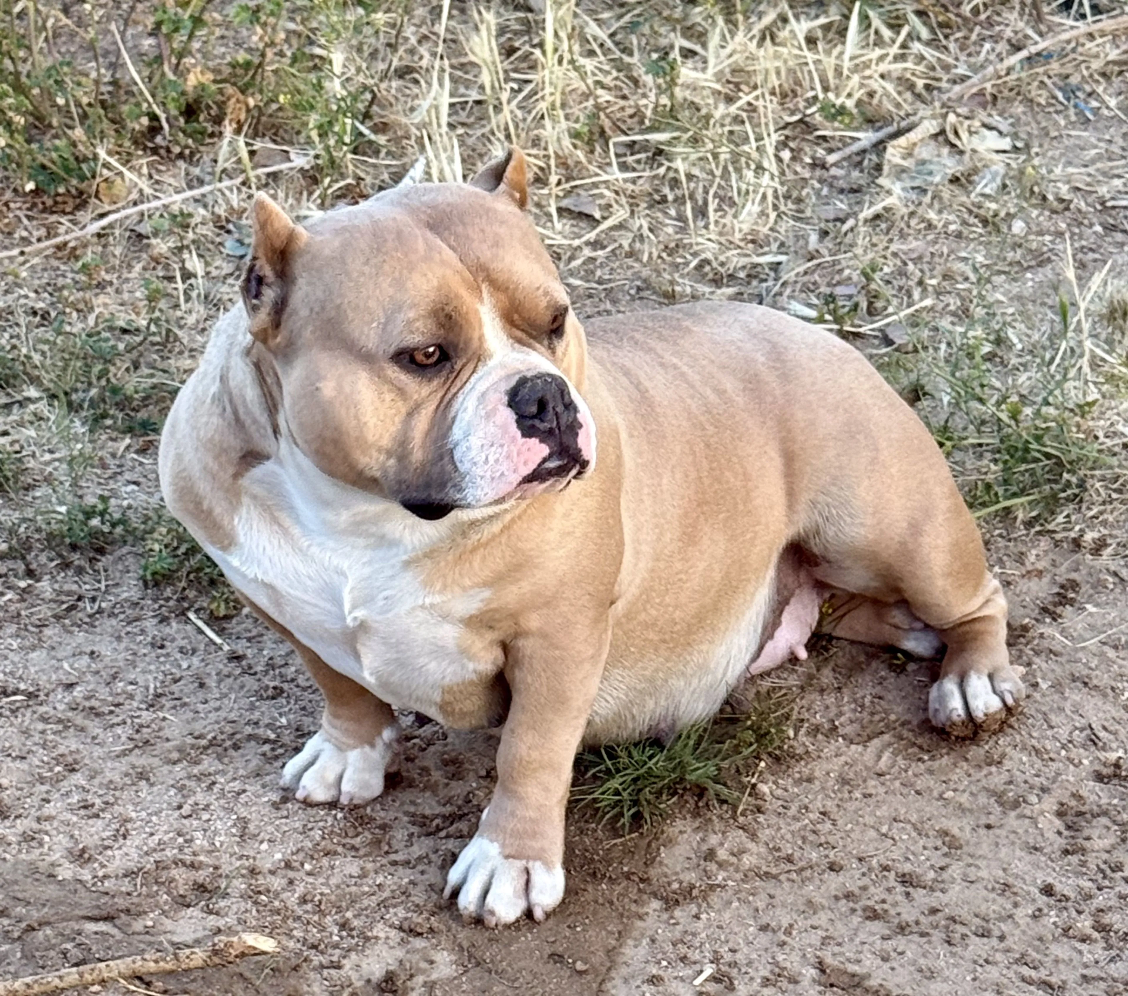 Lost pet-1