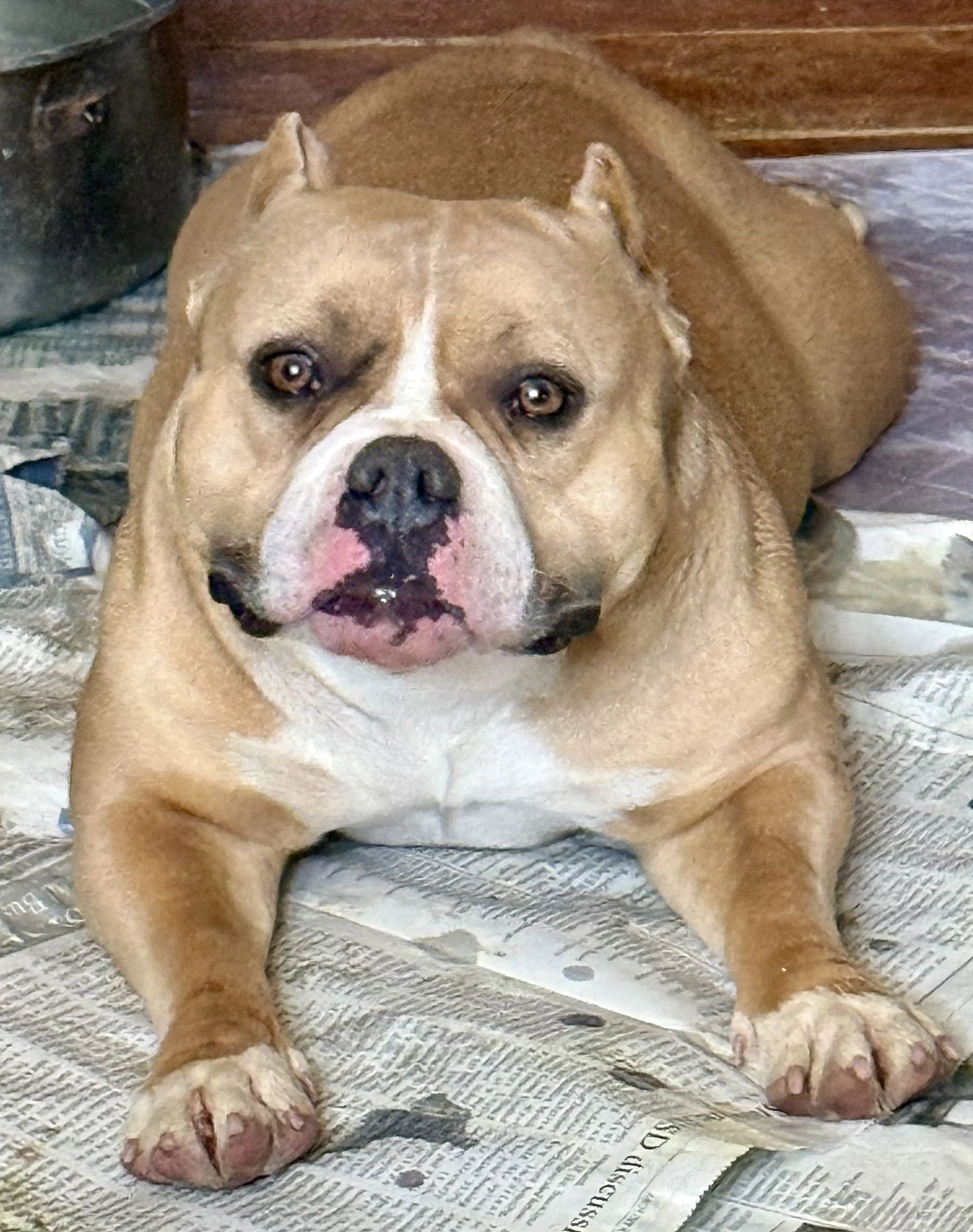Lost pet-4