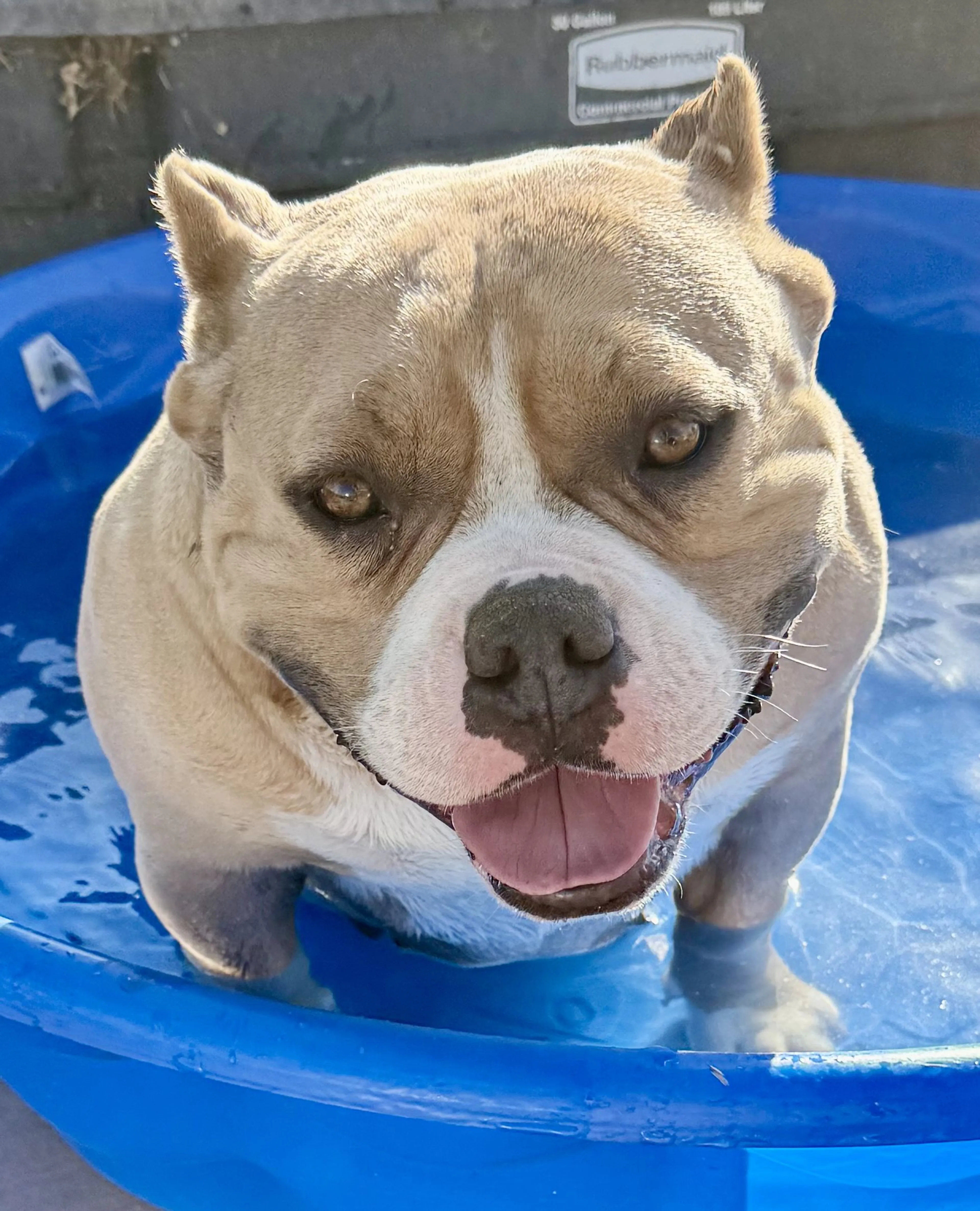 Lost pet-2