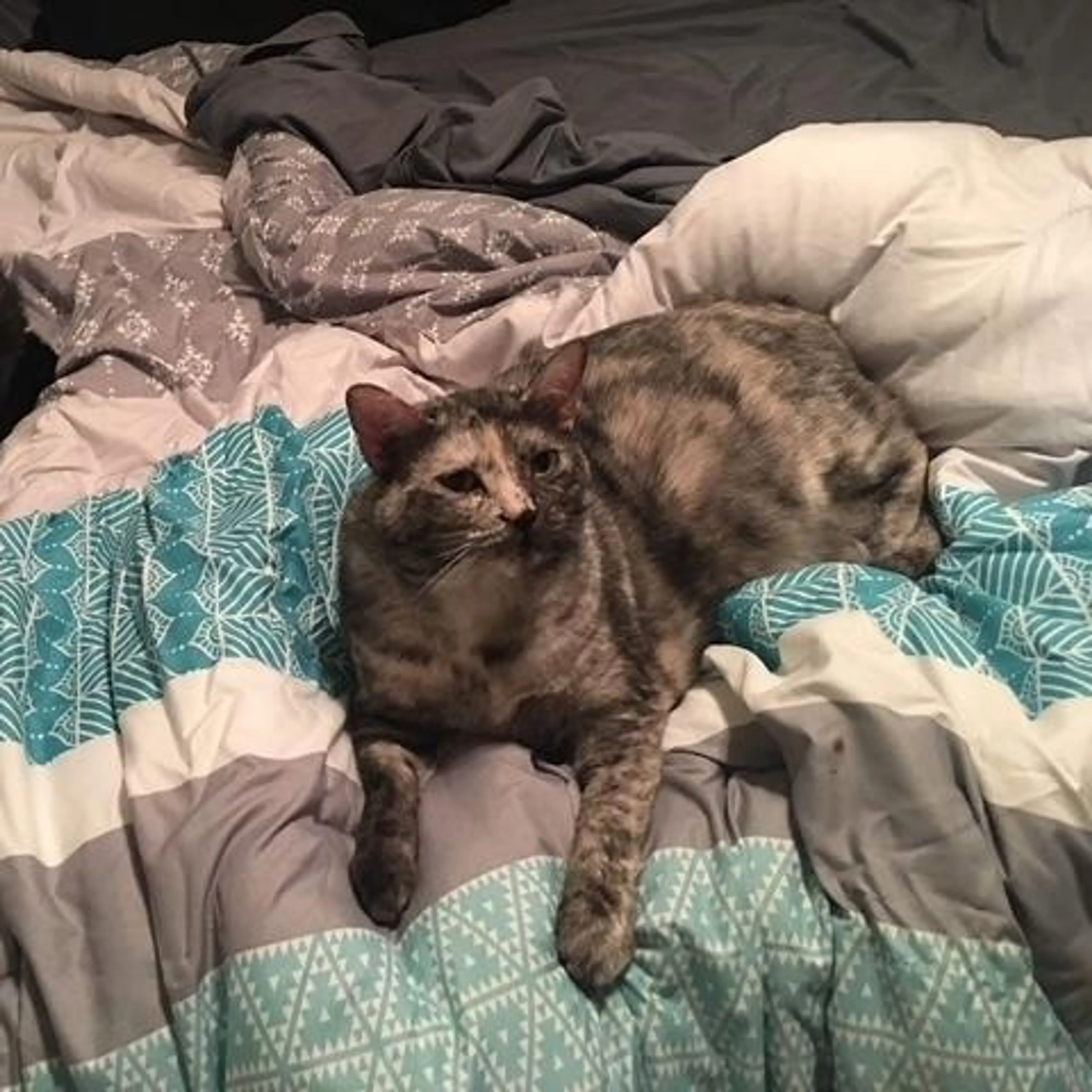 Found pet-2