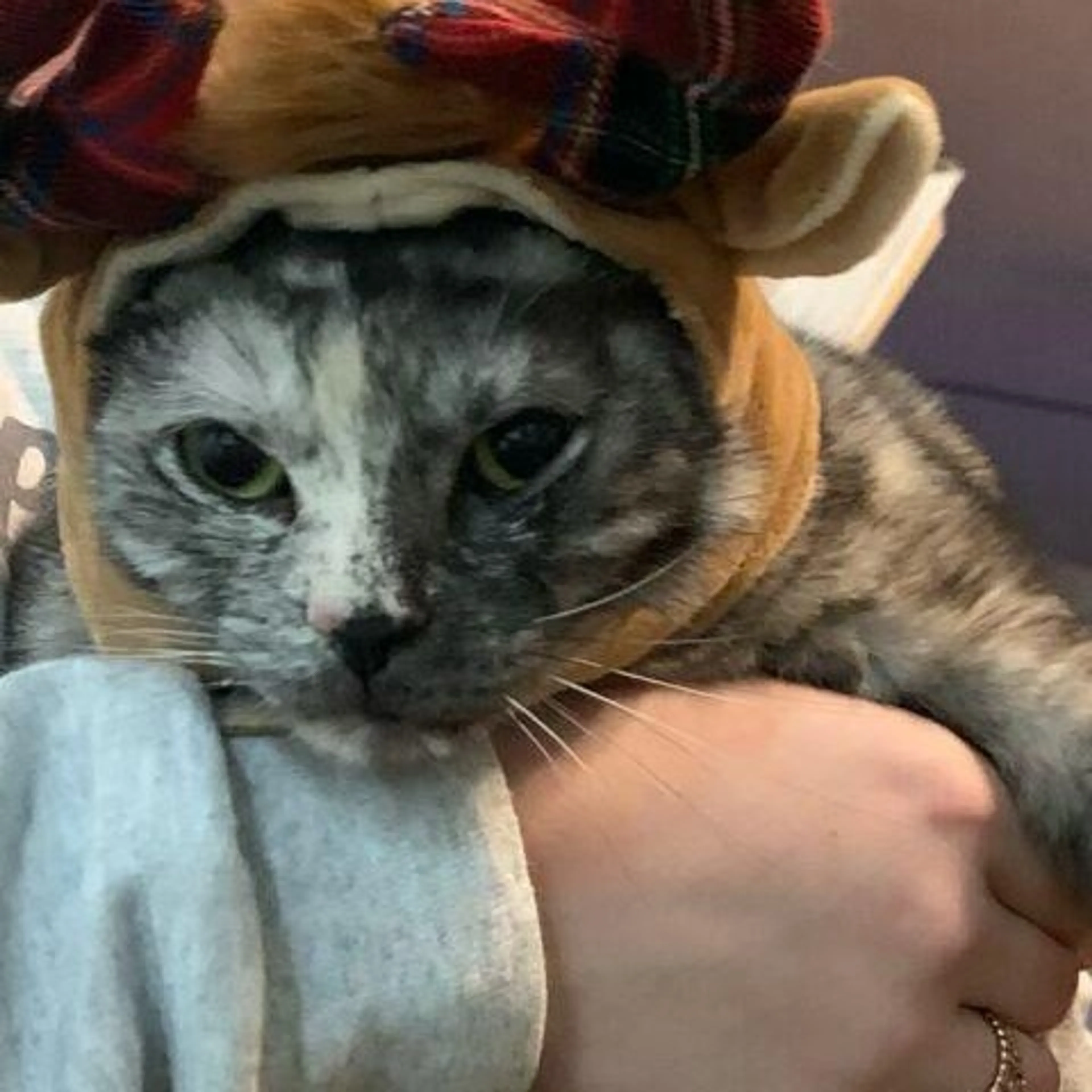 Found pet-1