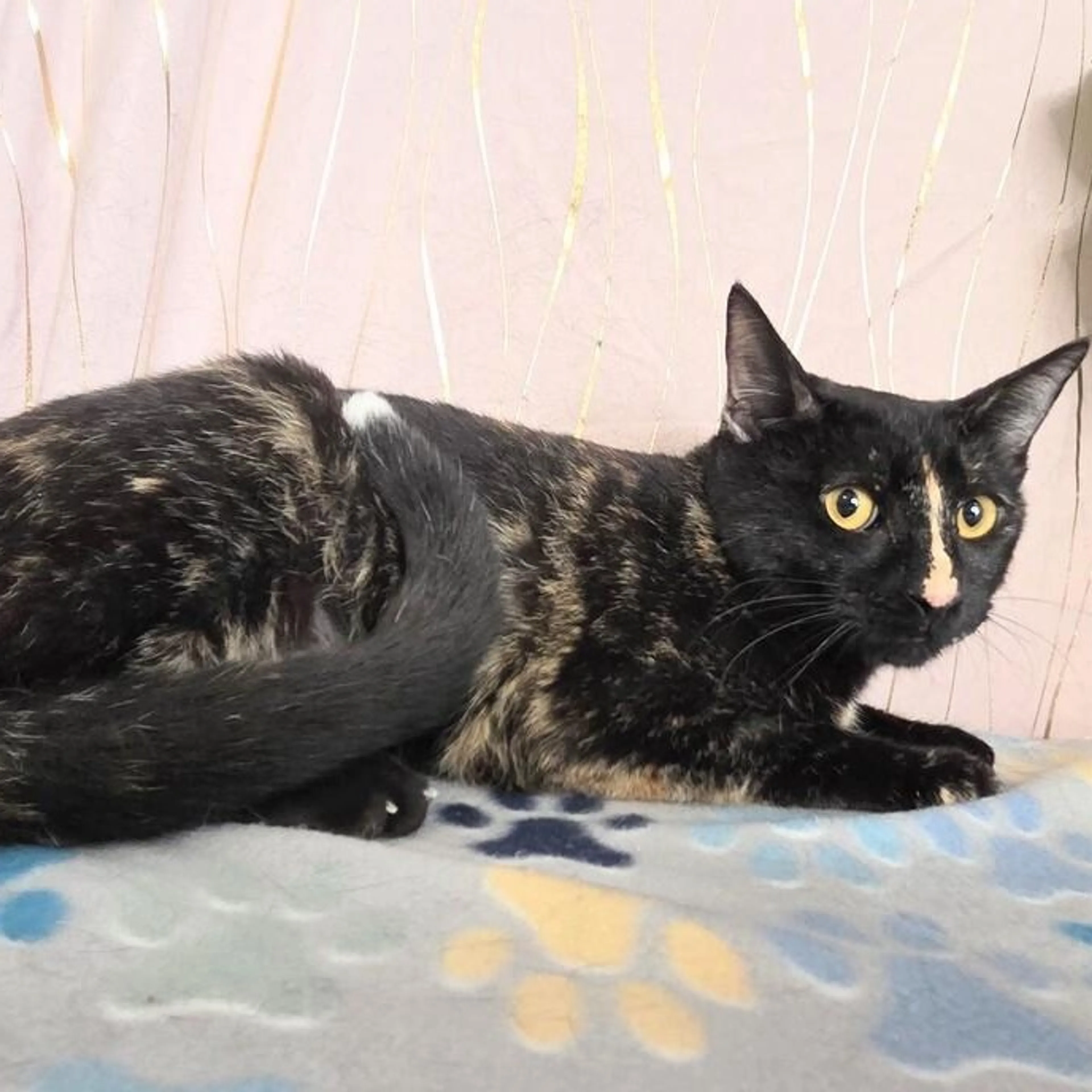 Found pet-5