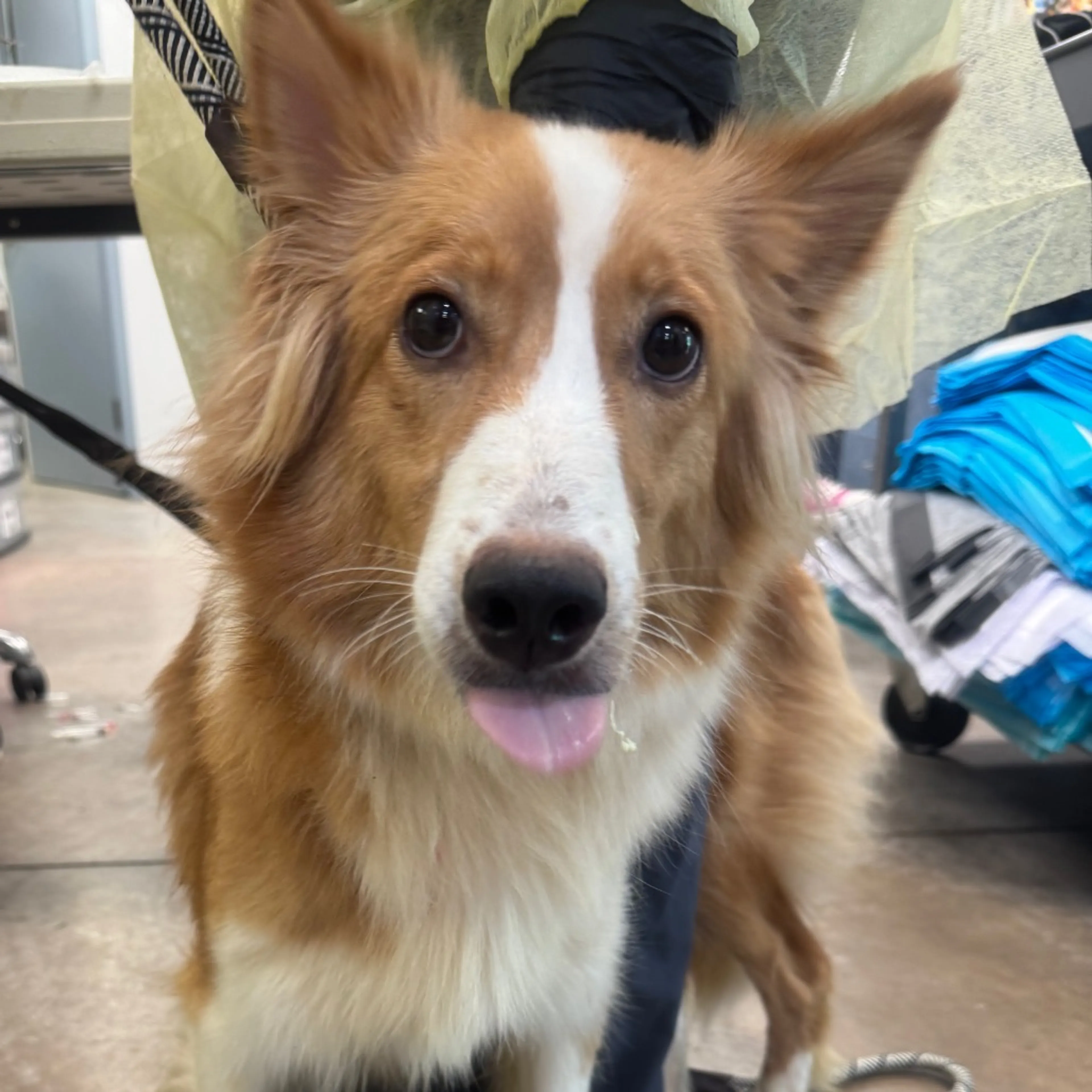 Found pet