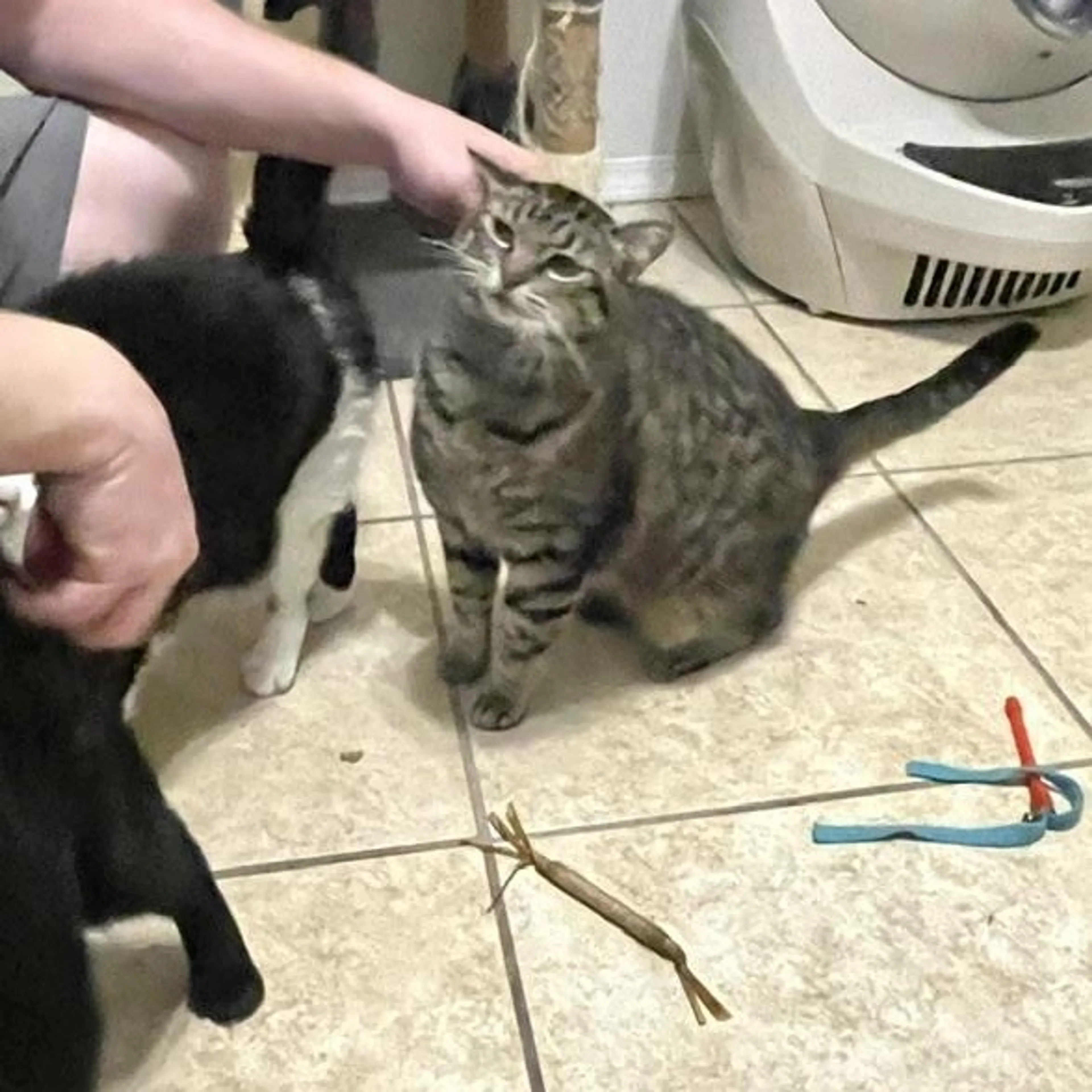 Found pet-0