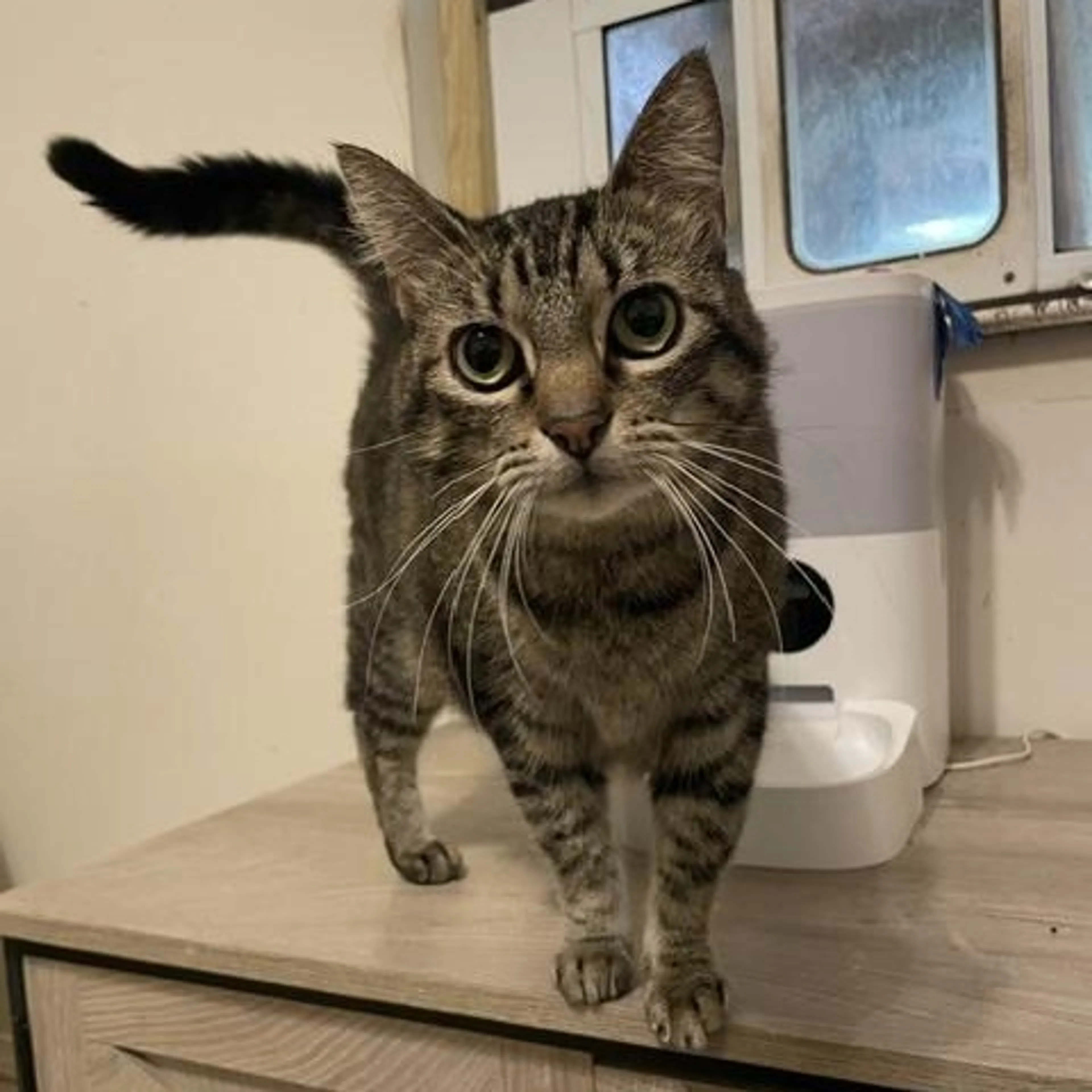 Found pet-4