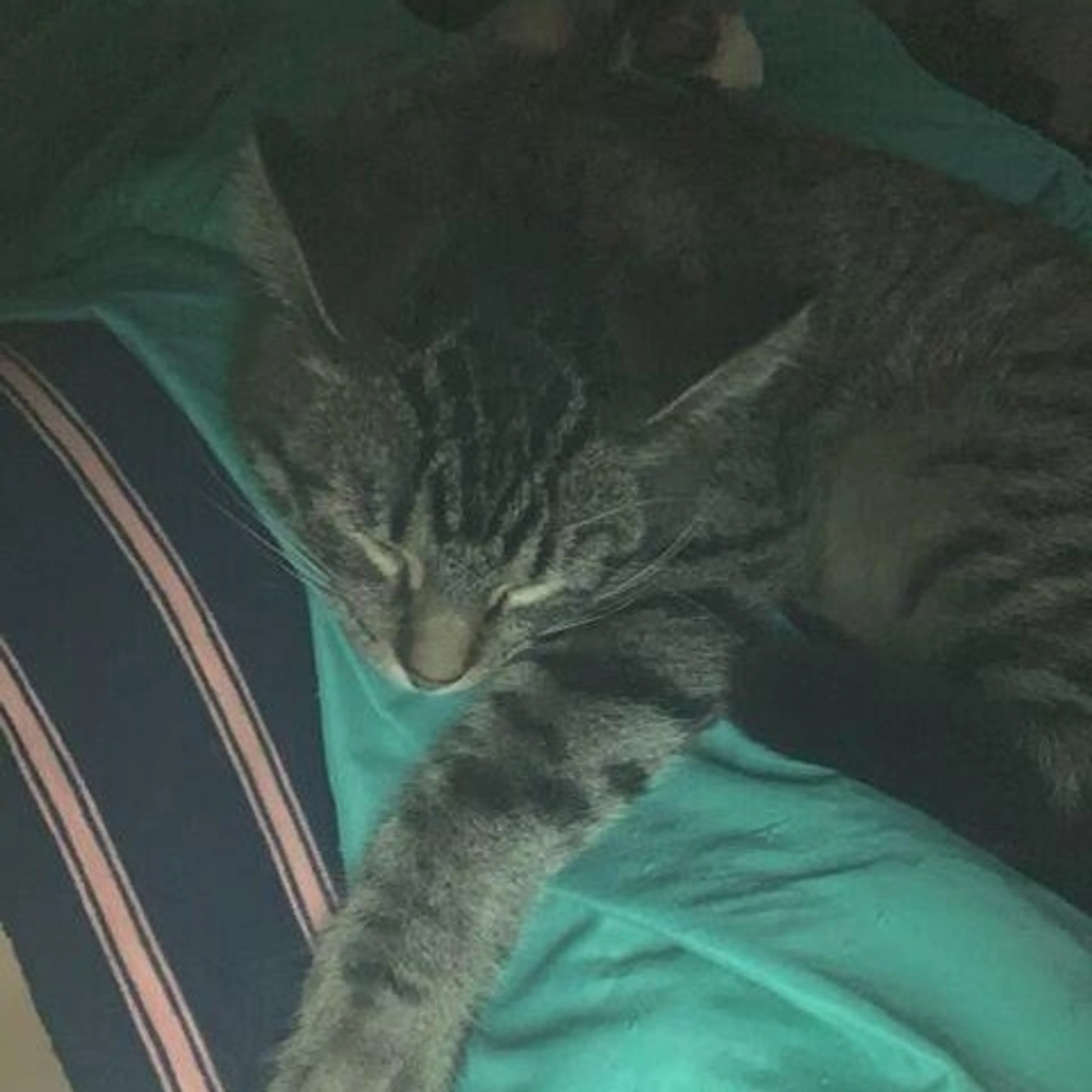 Found pet-1