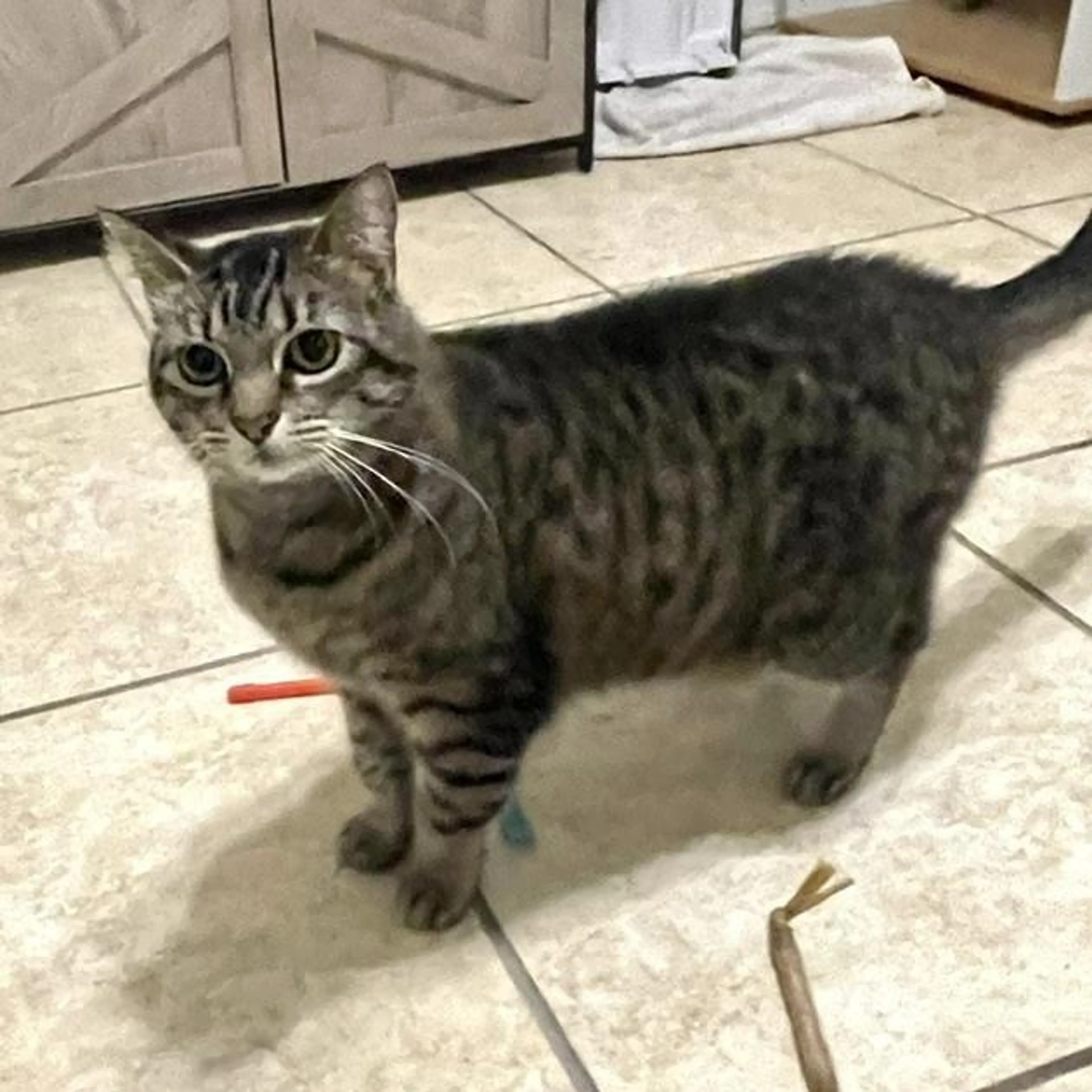 Found pet-2
