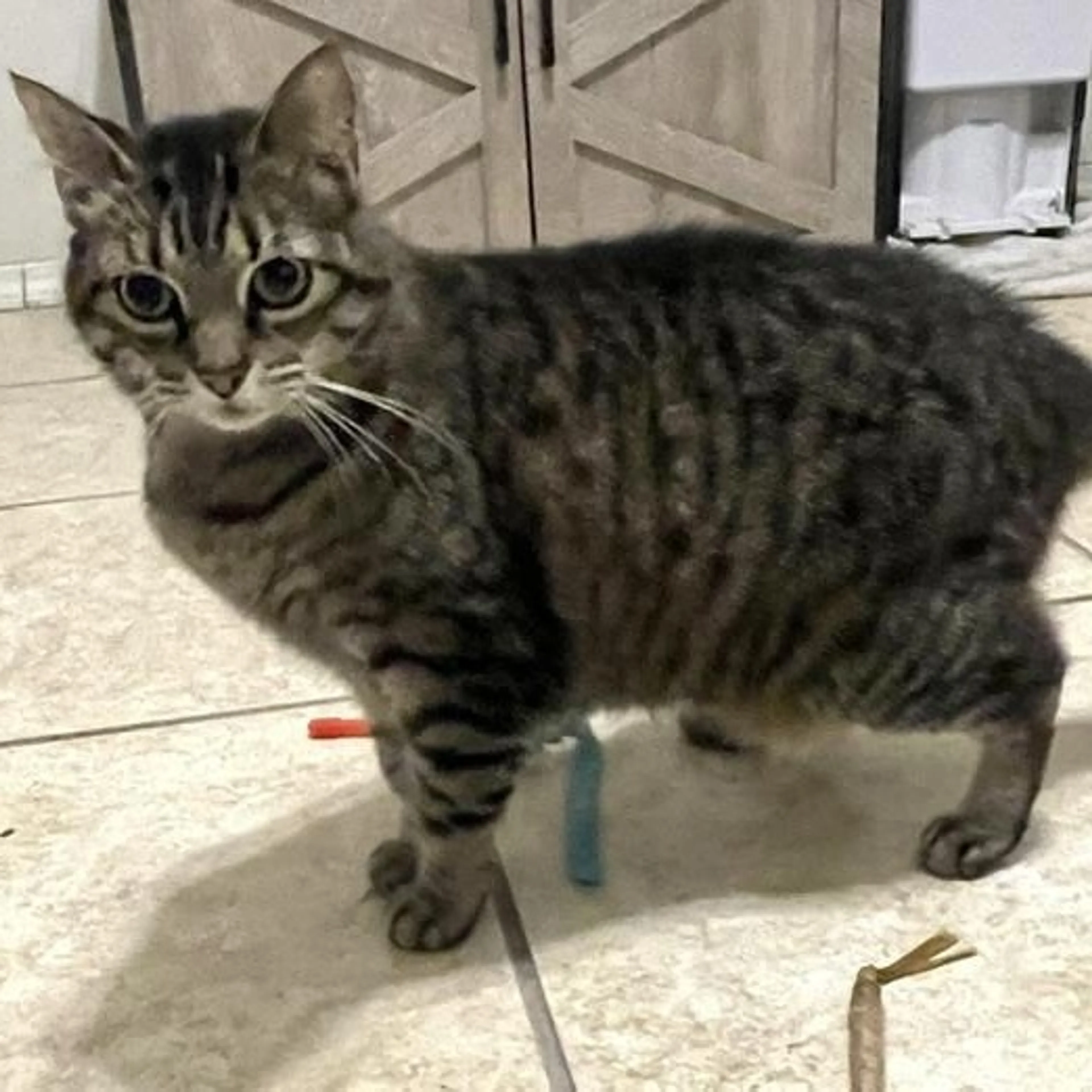 Found pet-3