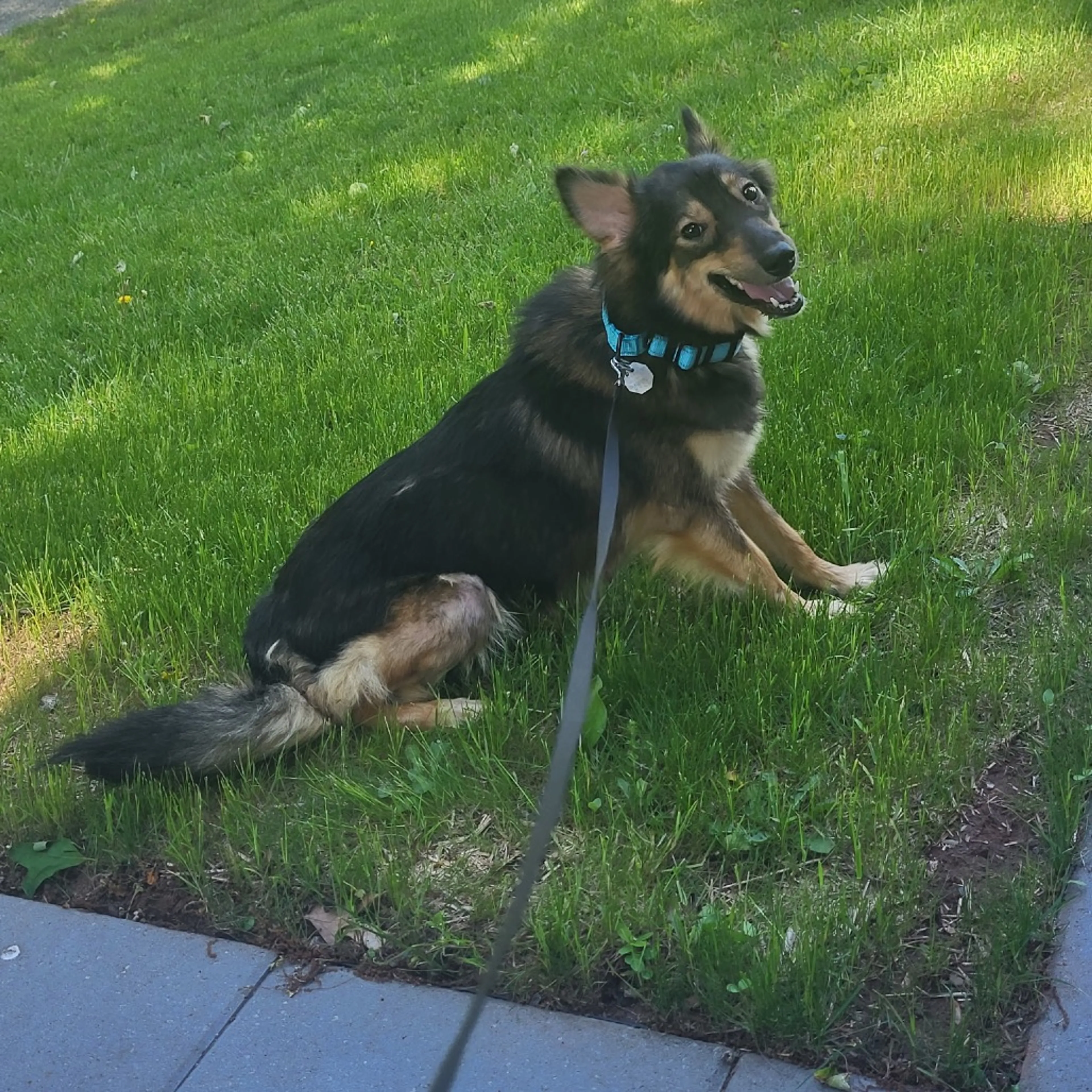 Found pet-0