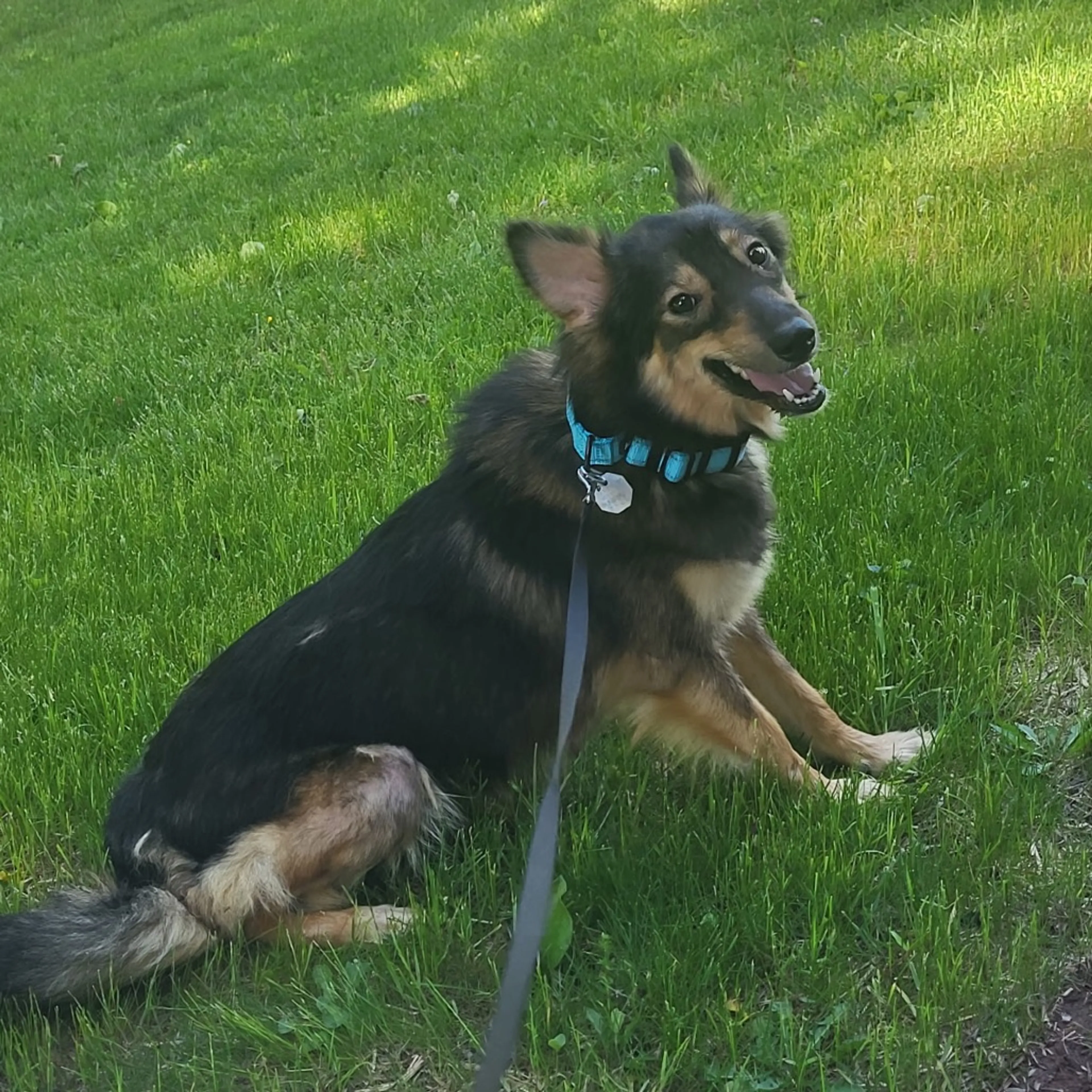 Found pet-2