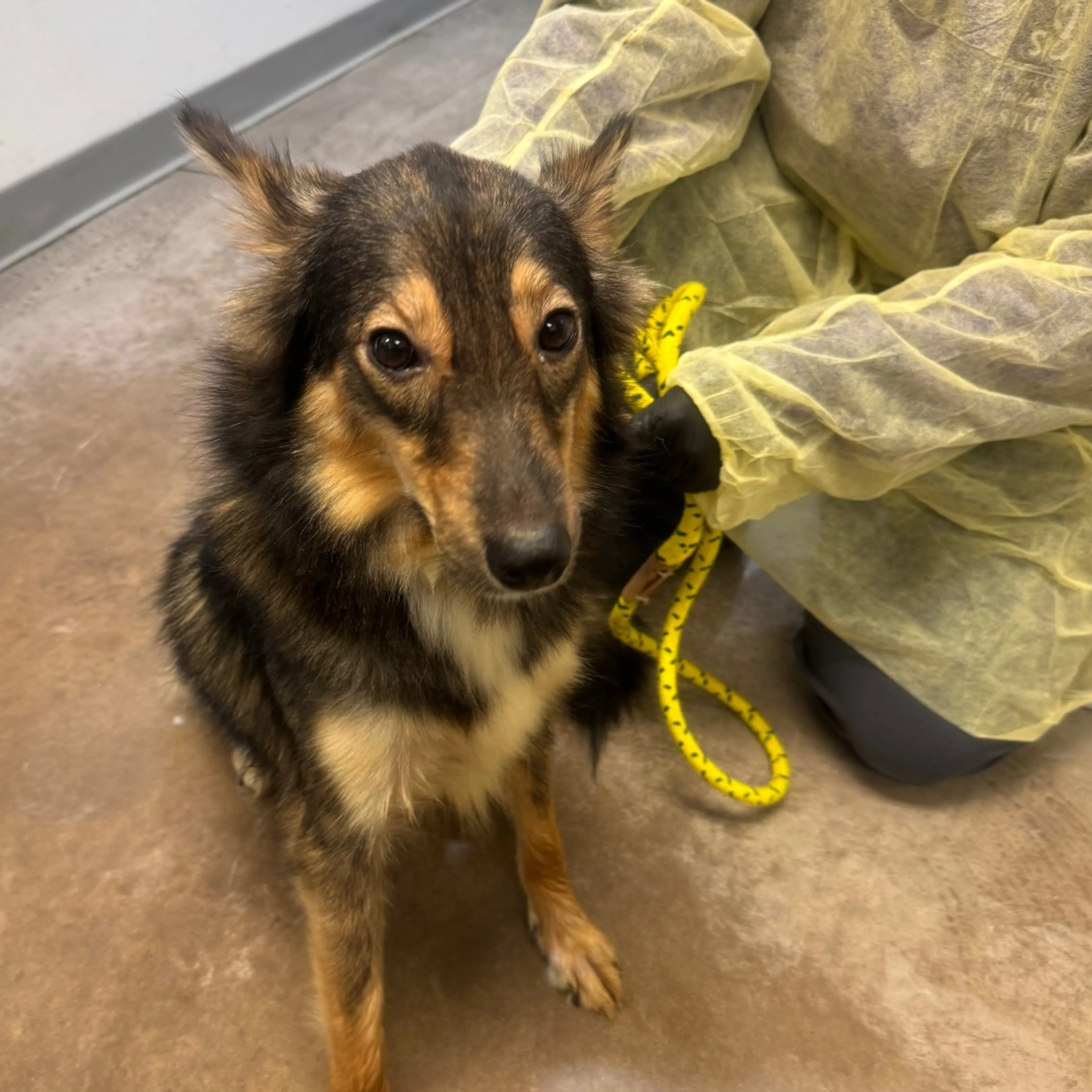 Found pet-1