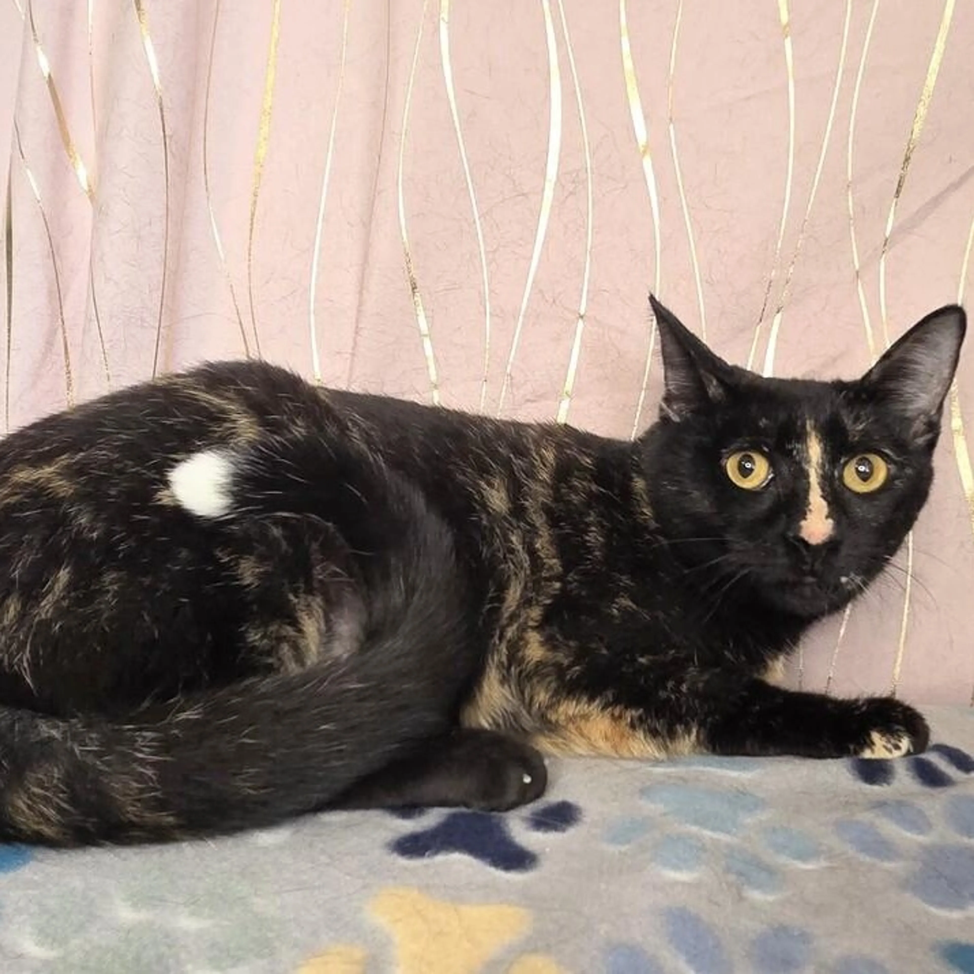 Found pet-3