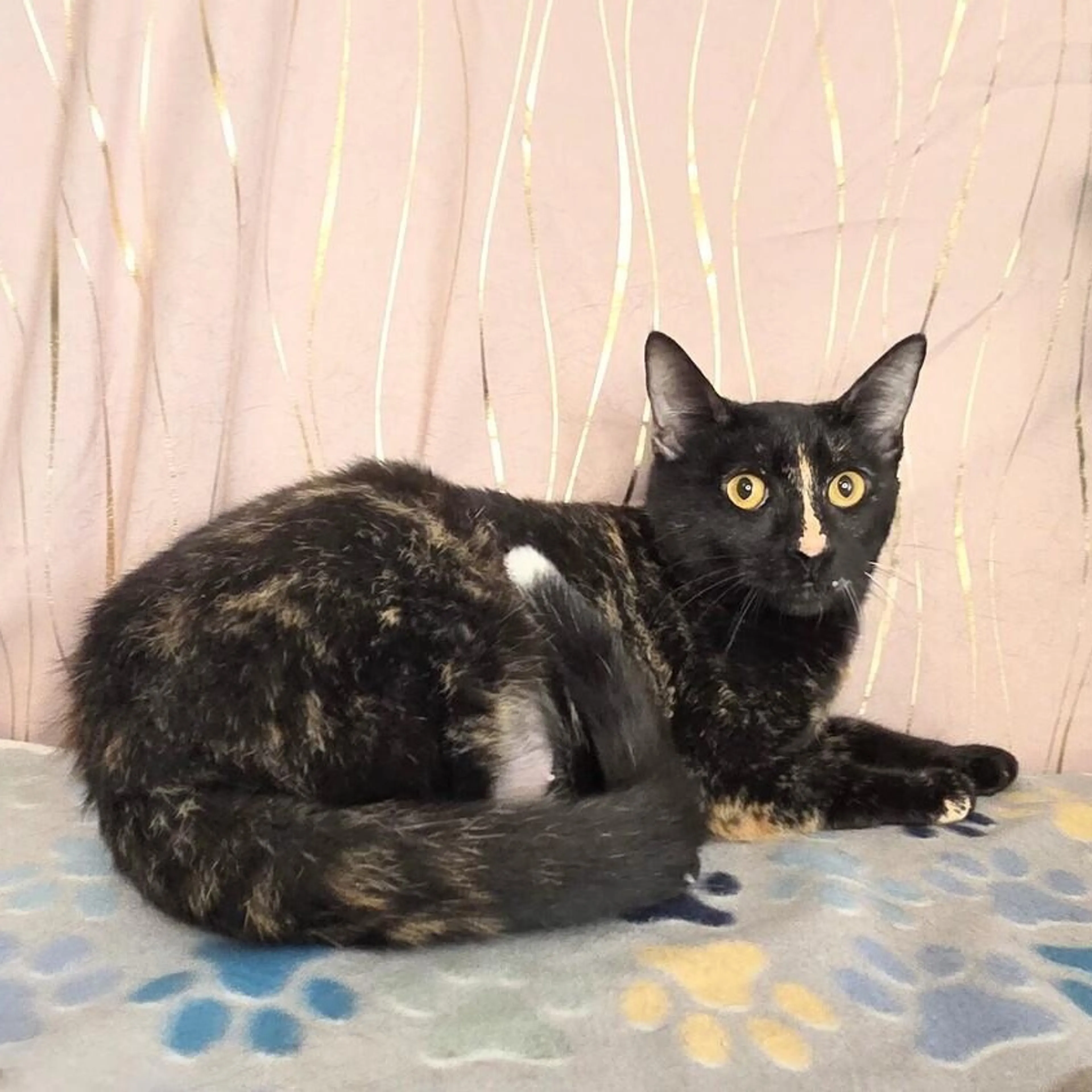 Found pet-5