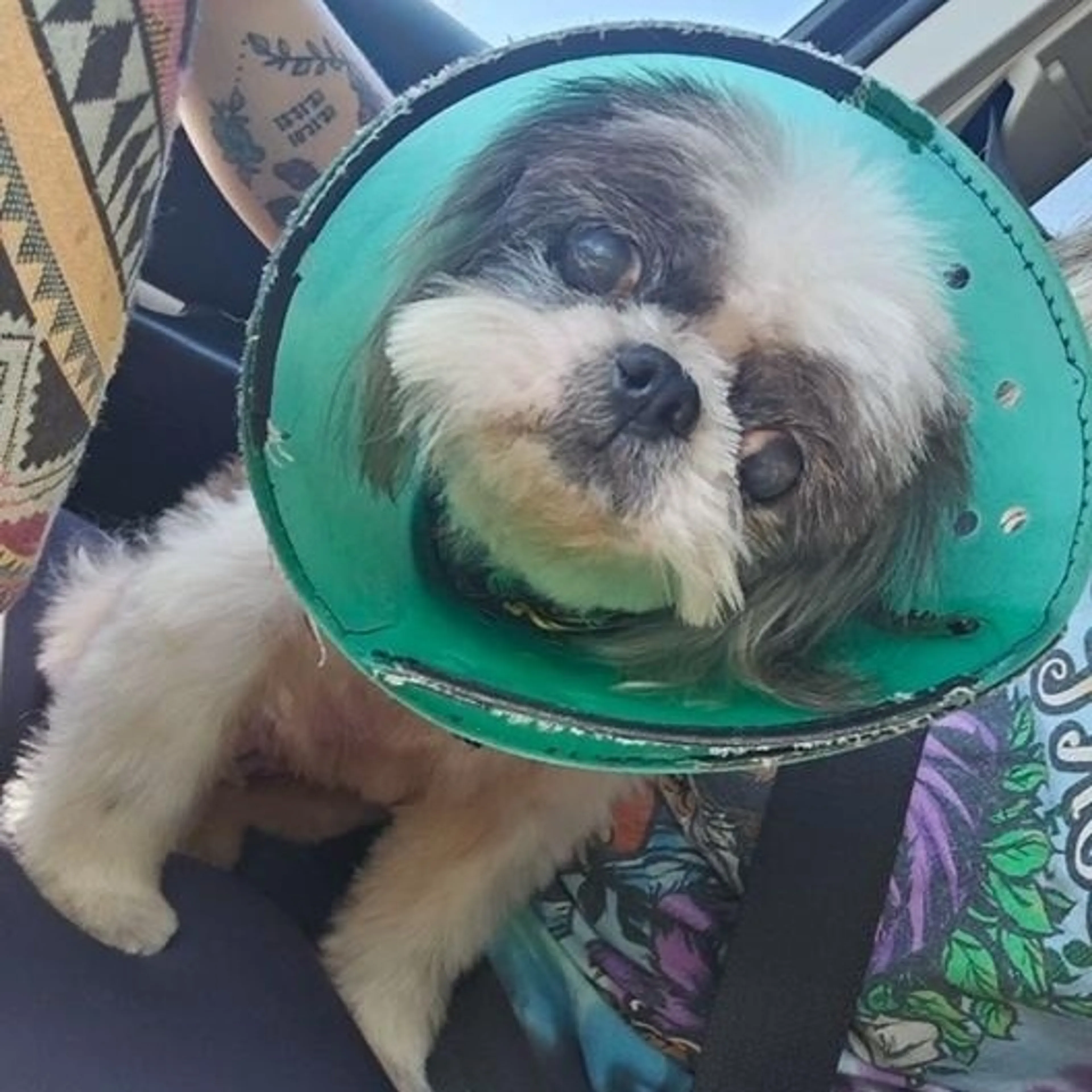 Found pet-4