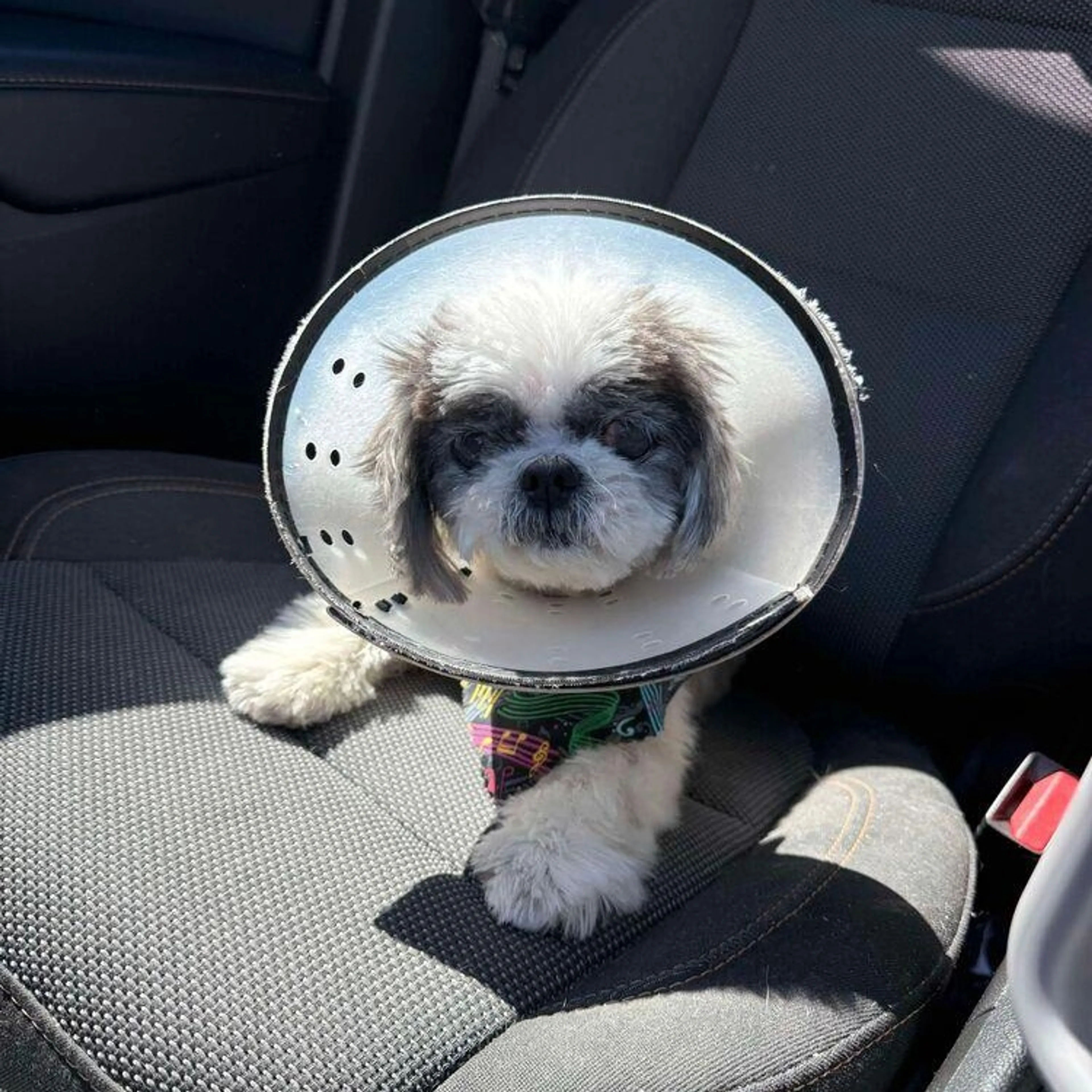 Found pet-2