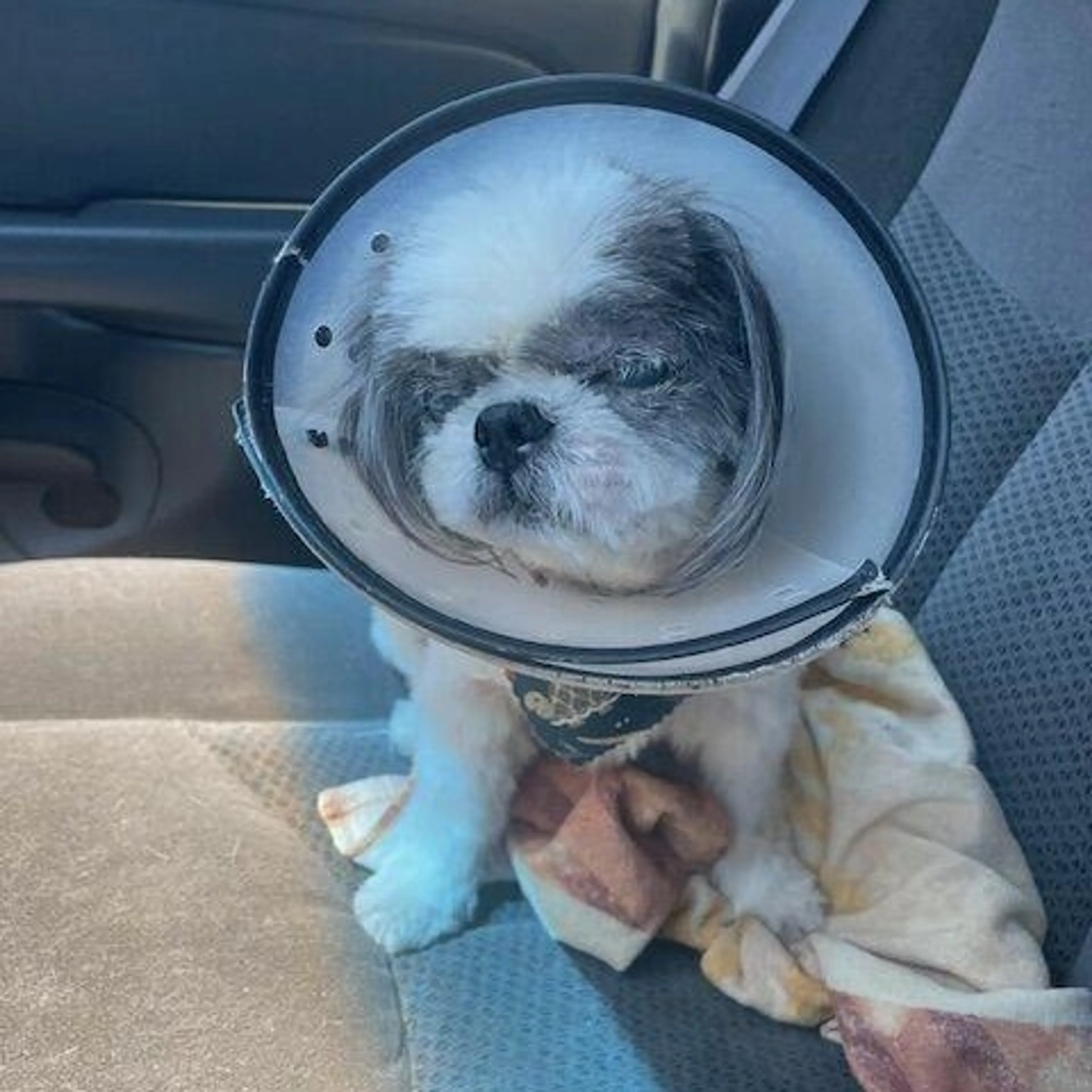 Found pet-3