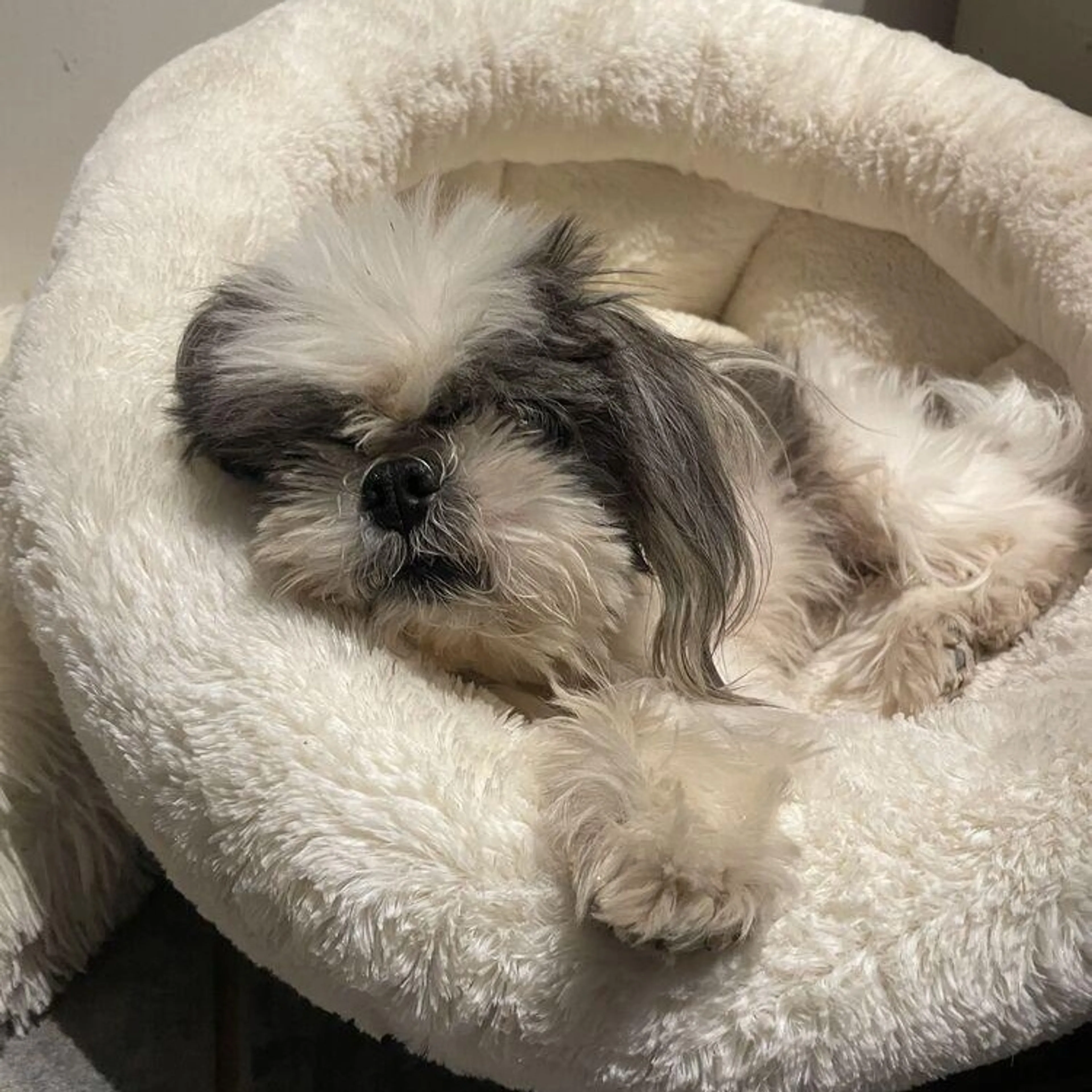 Found pet-1
