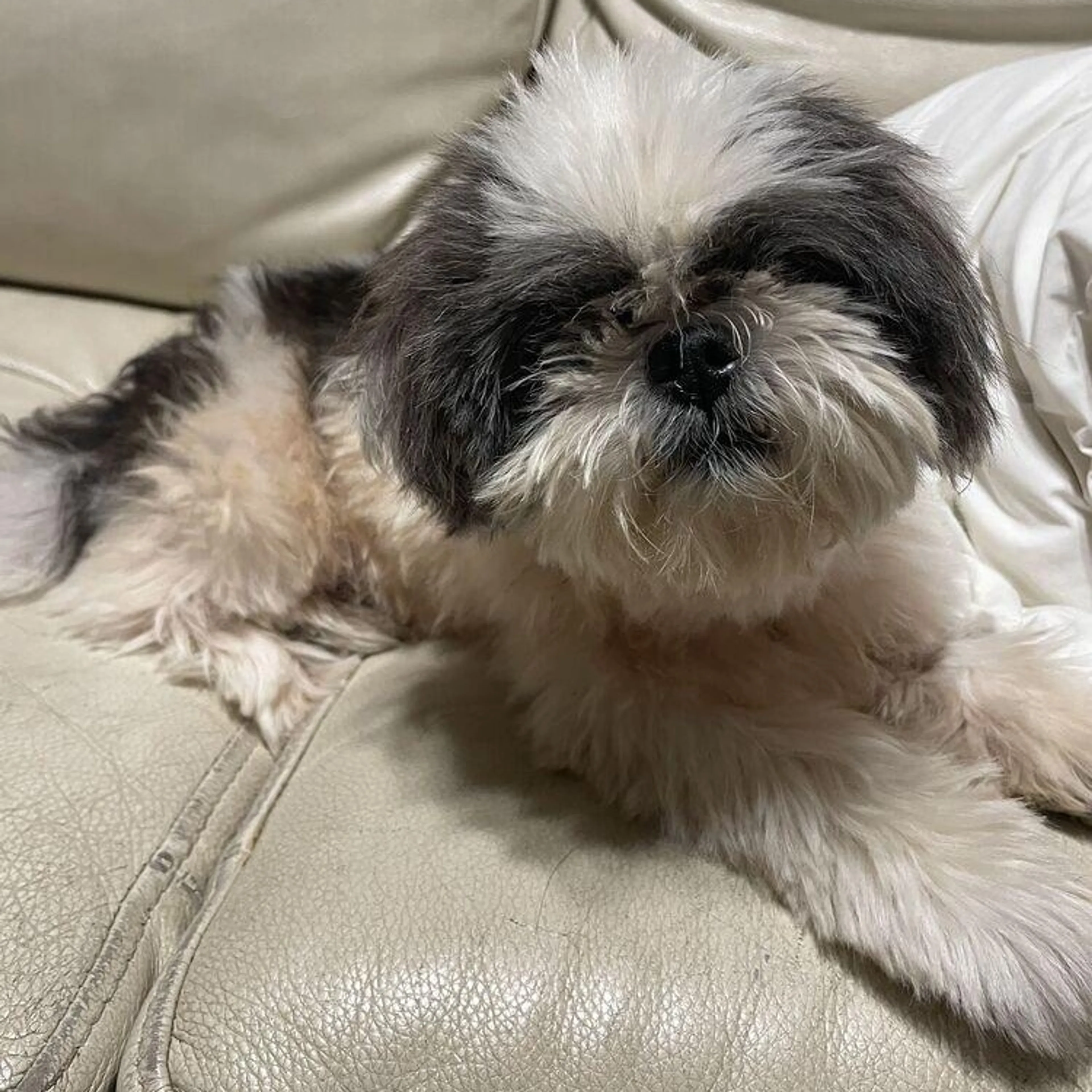 Found pet-0